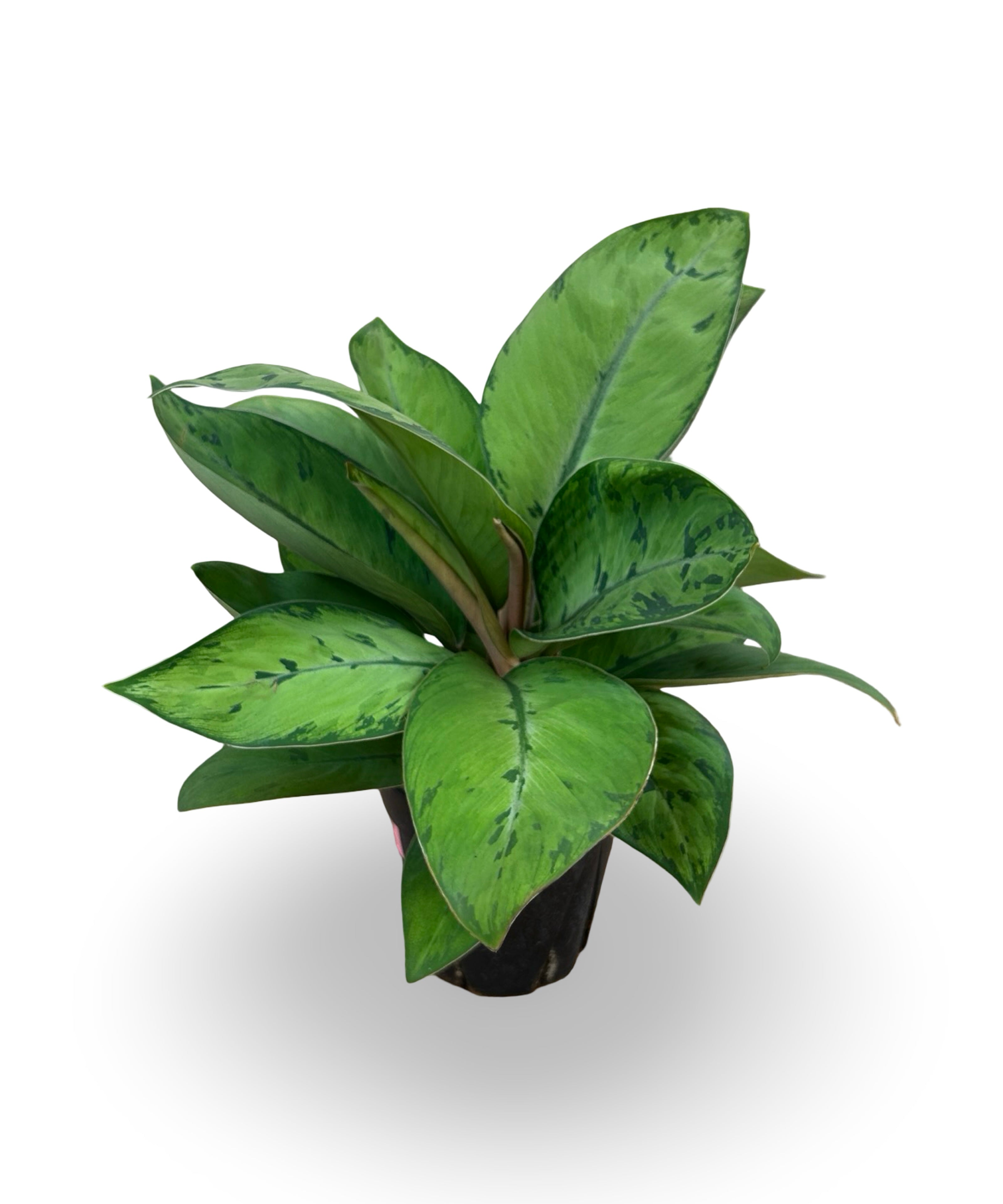 julyplants_7.jpg