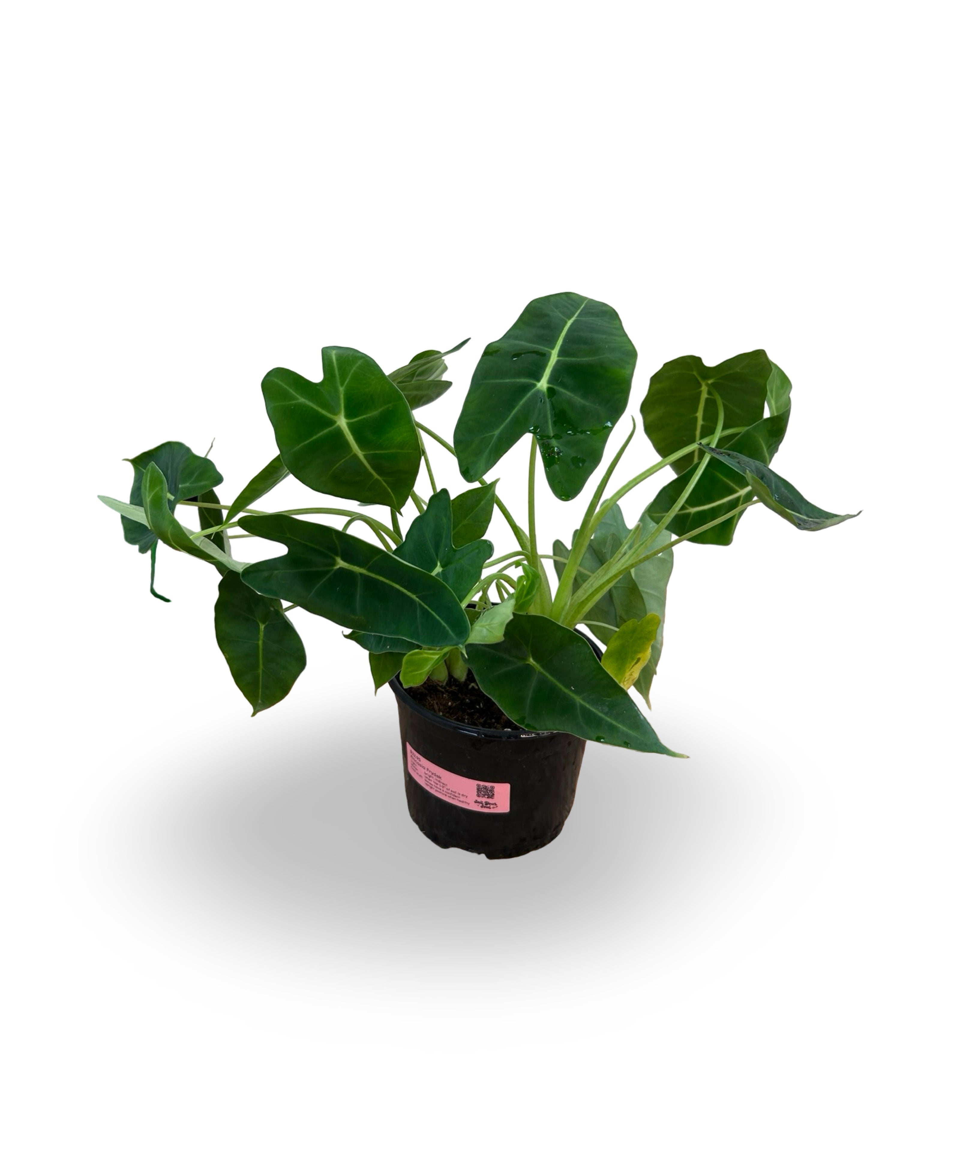 julyplants_8_44b9d40c-1eda-4751-b31a-1cc1adda1914.jpg