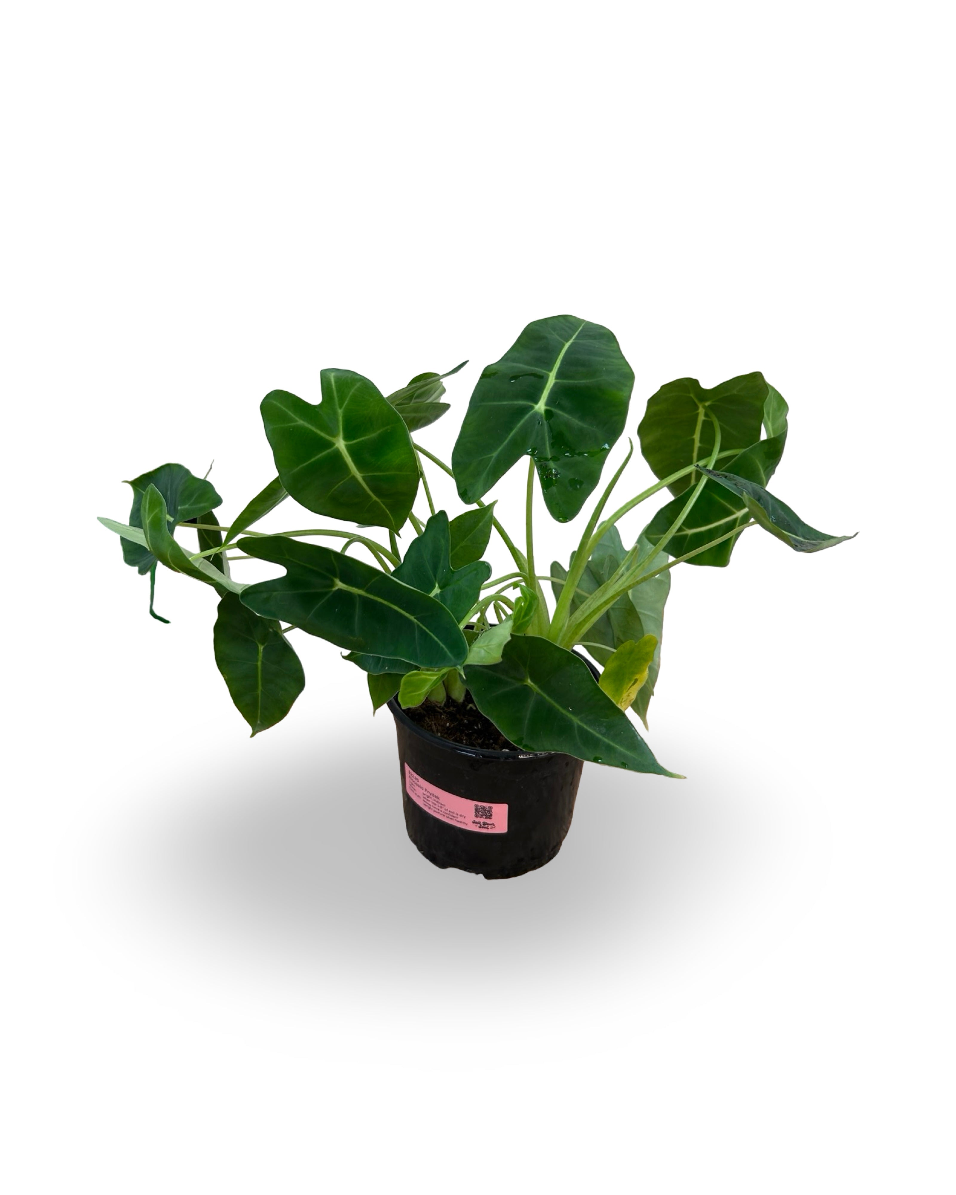 6” Alocasia Frydek