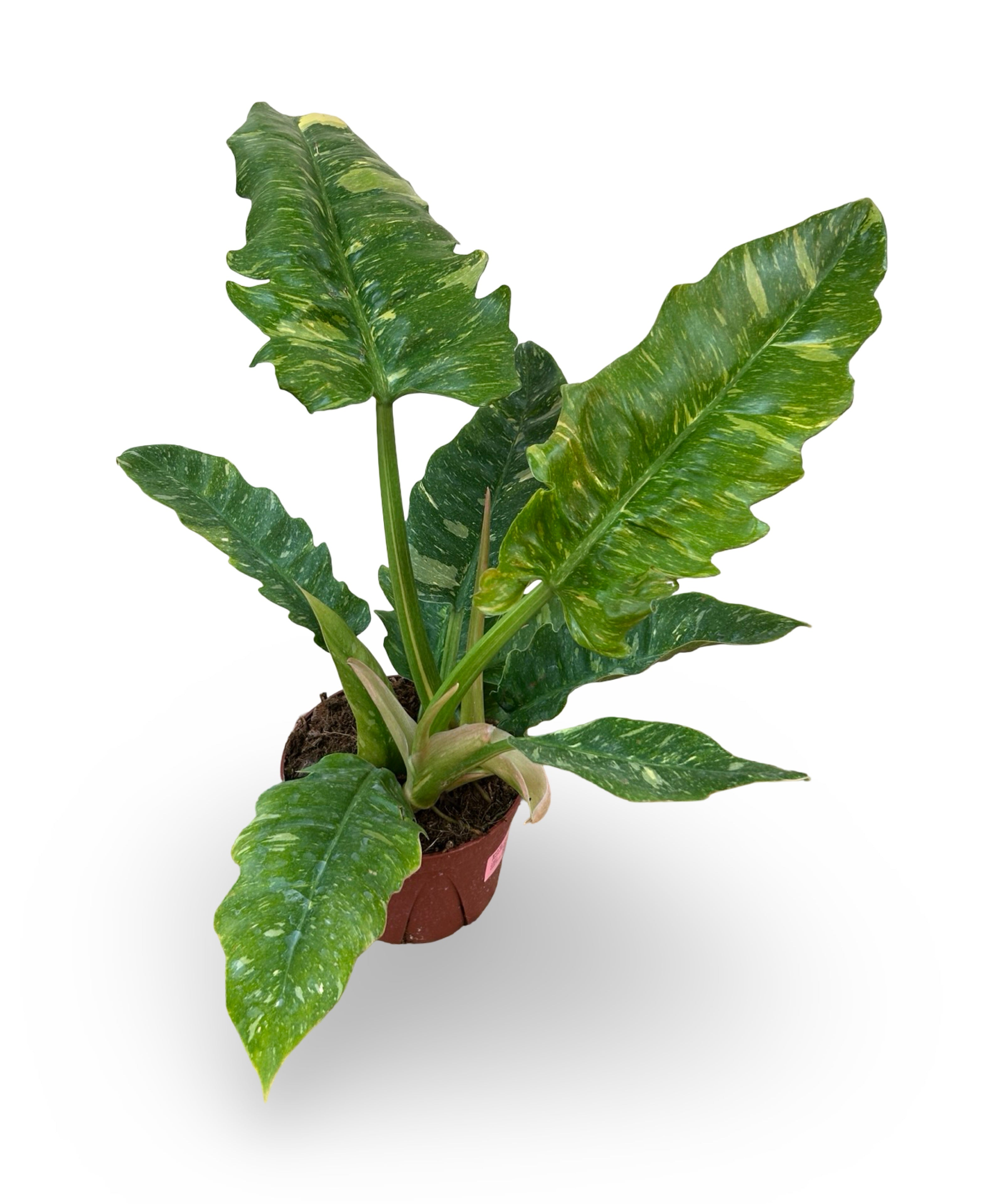 julyplants_9_843d6b71-df6d-4673-b8e1-e2f8fb4ba6c2.jpg