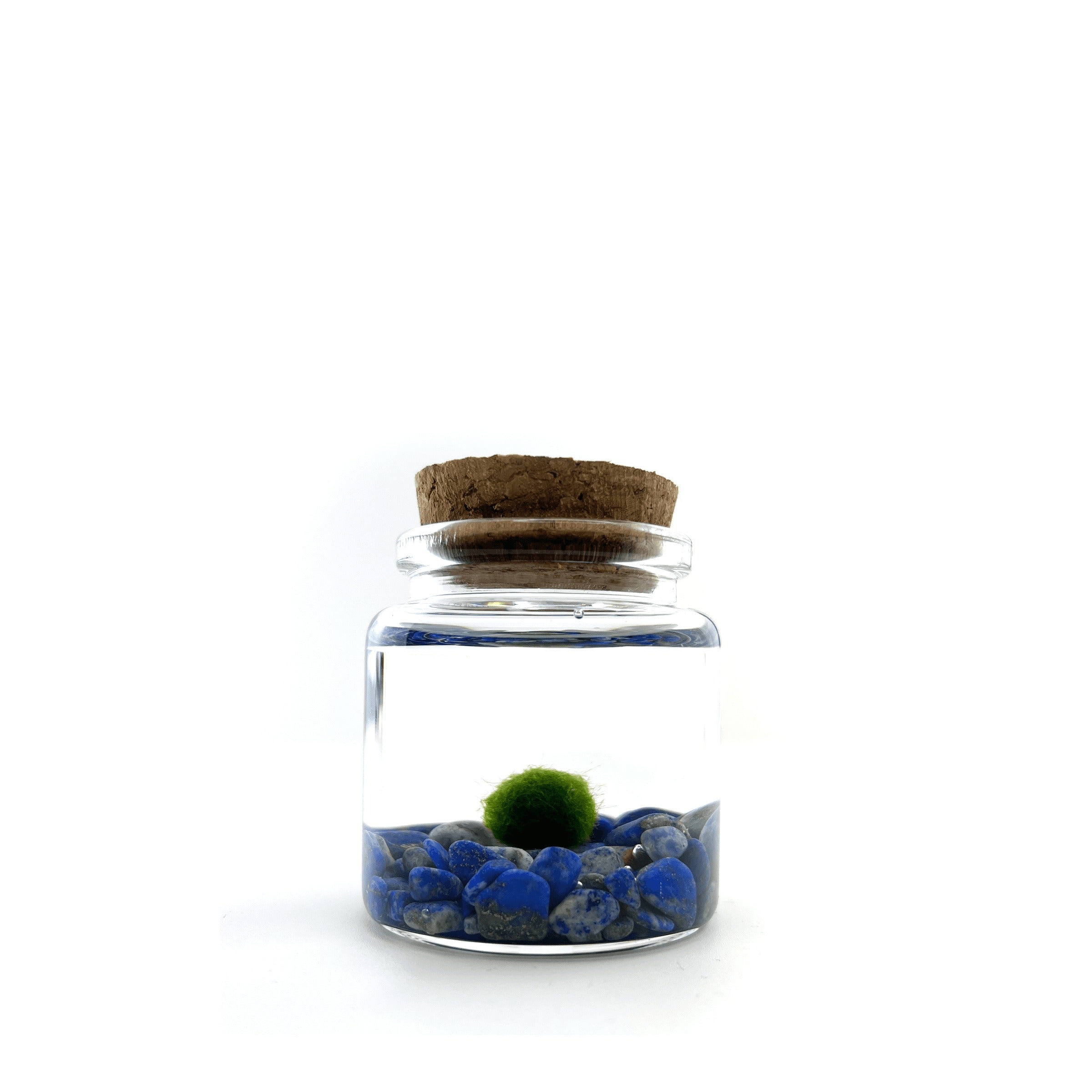 Moss Amigo Pet Plant - Rico Size with Lapis Lazuli
