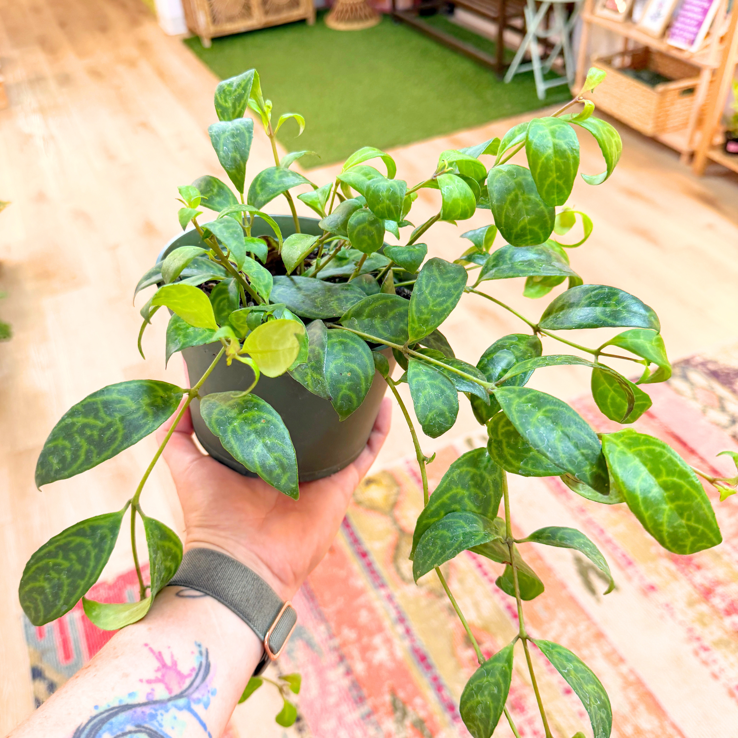 Lipstick Plant 'Black Pagoda'