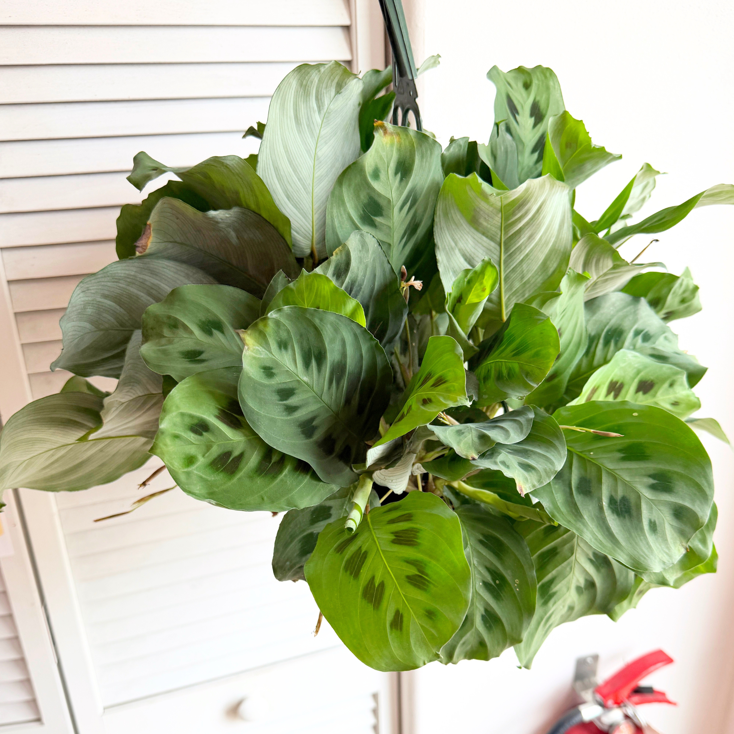 Maranta 'Green' Prayer Plant