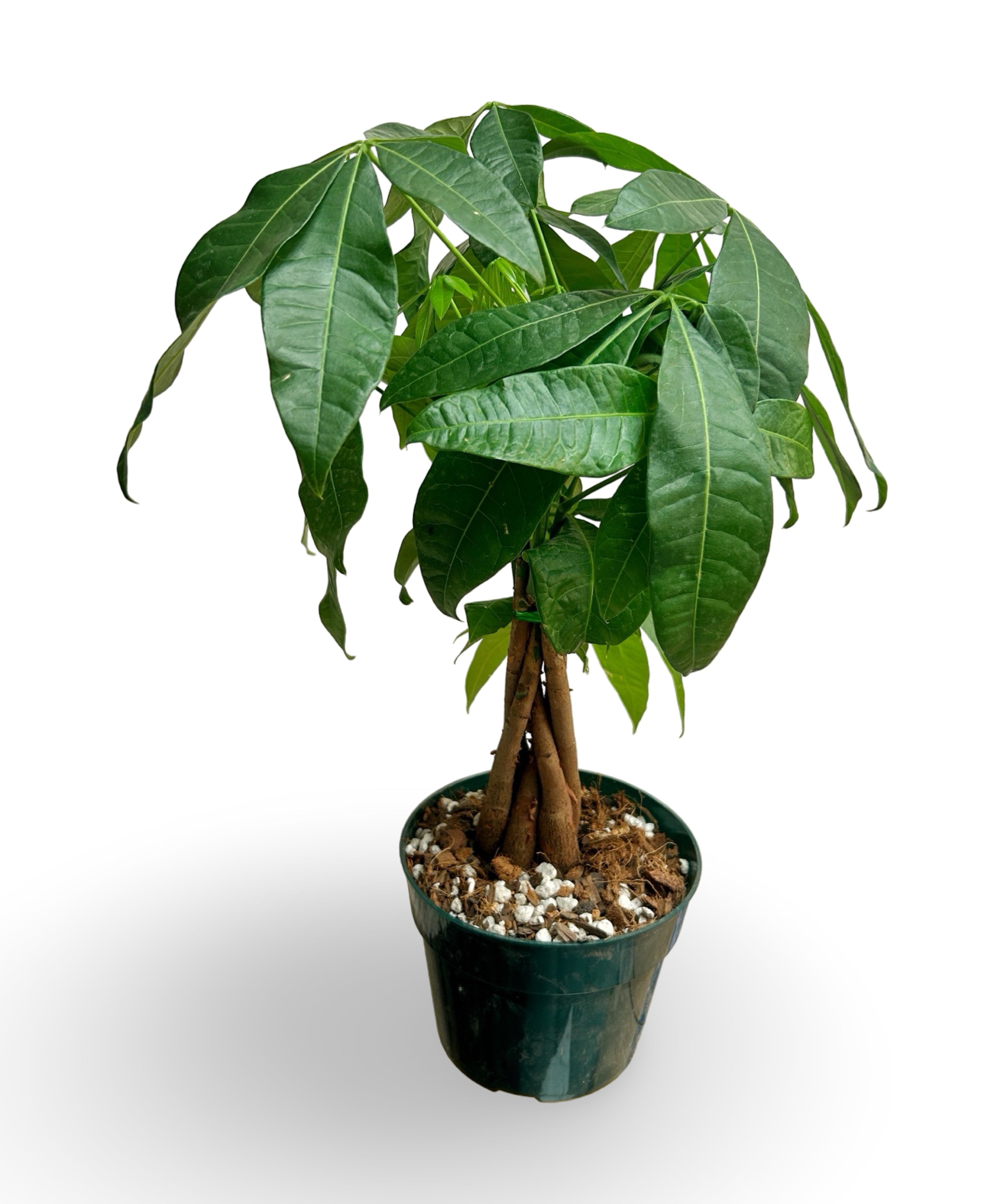 money-tree-braided_d97c5aaf-14a0-48b4-8df6-1e8829bb5010.jpg