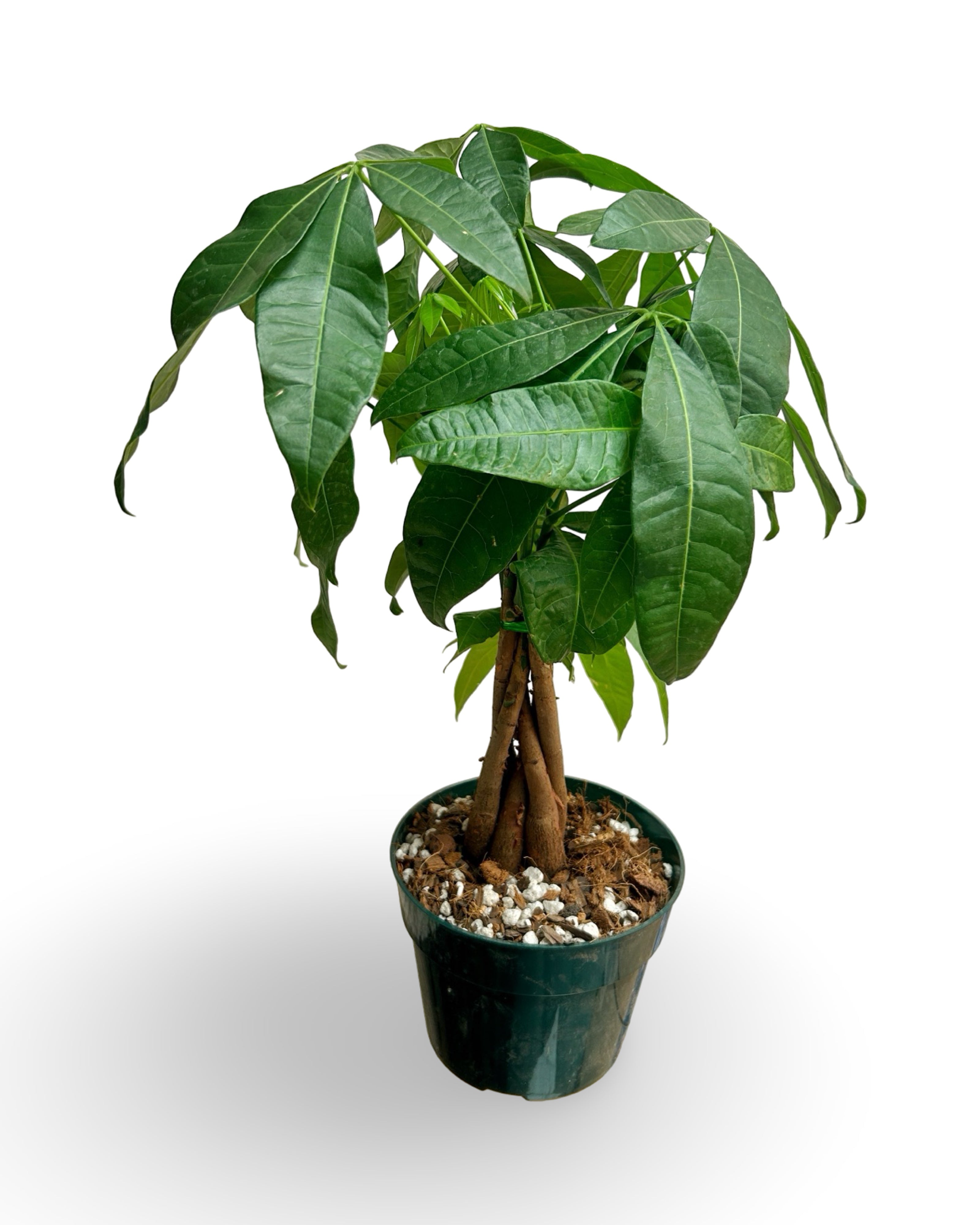 6” Pachira Aquatica (Money Tree) Braid
