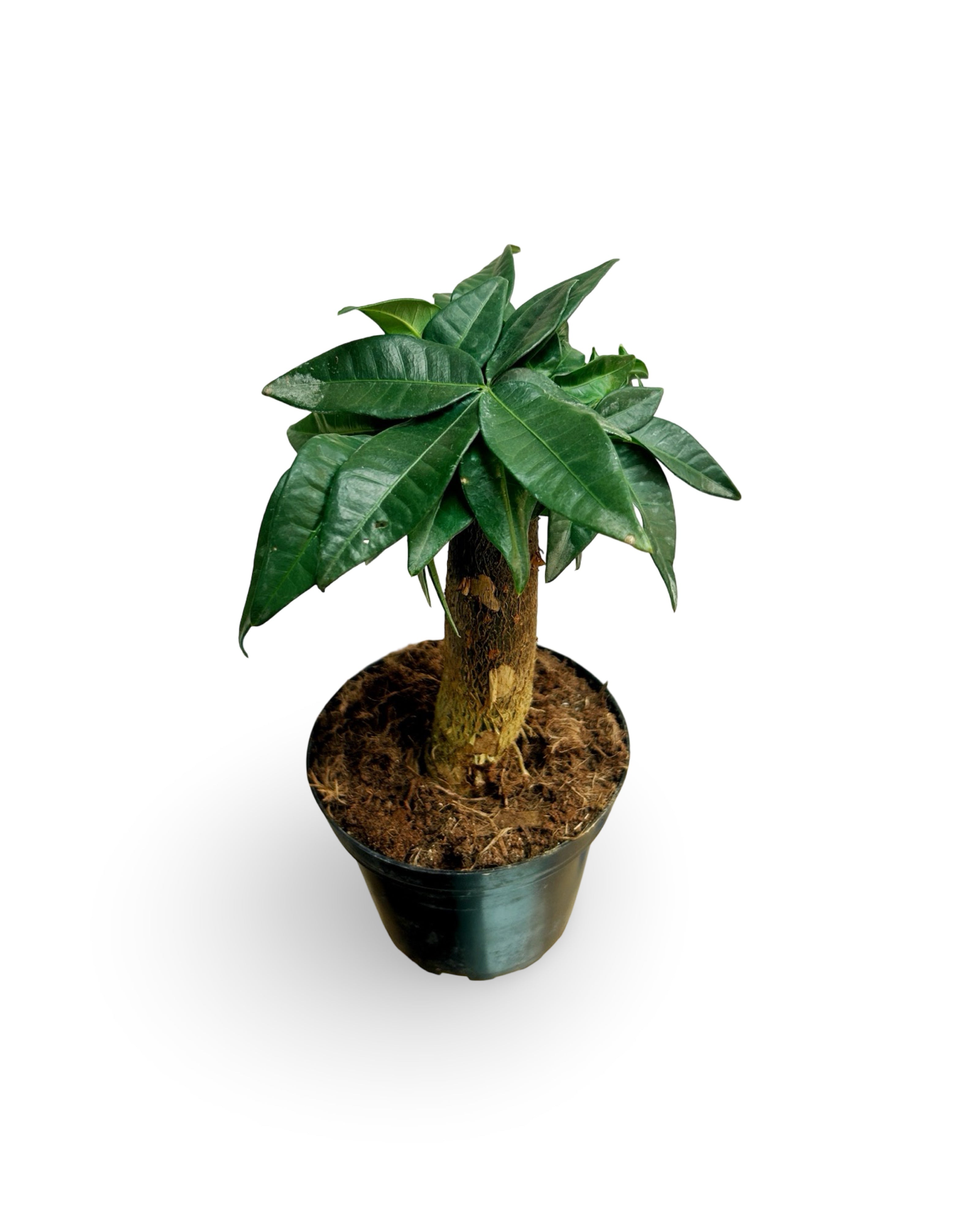 4” Pachira Aquatica 'Mini Money Tree' Stump