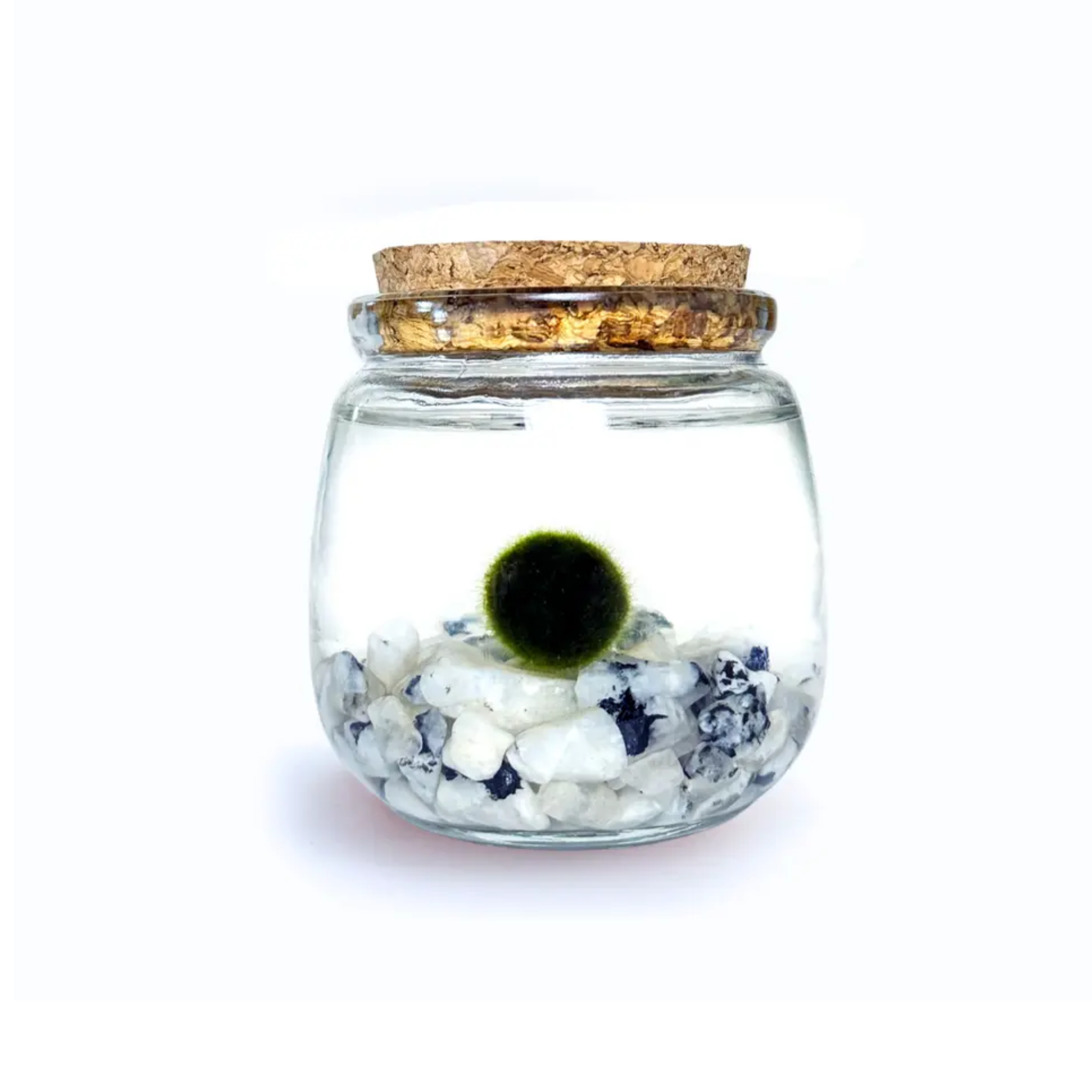 moonstone-moss-amigo-chico.png