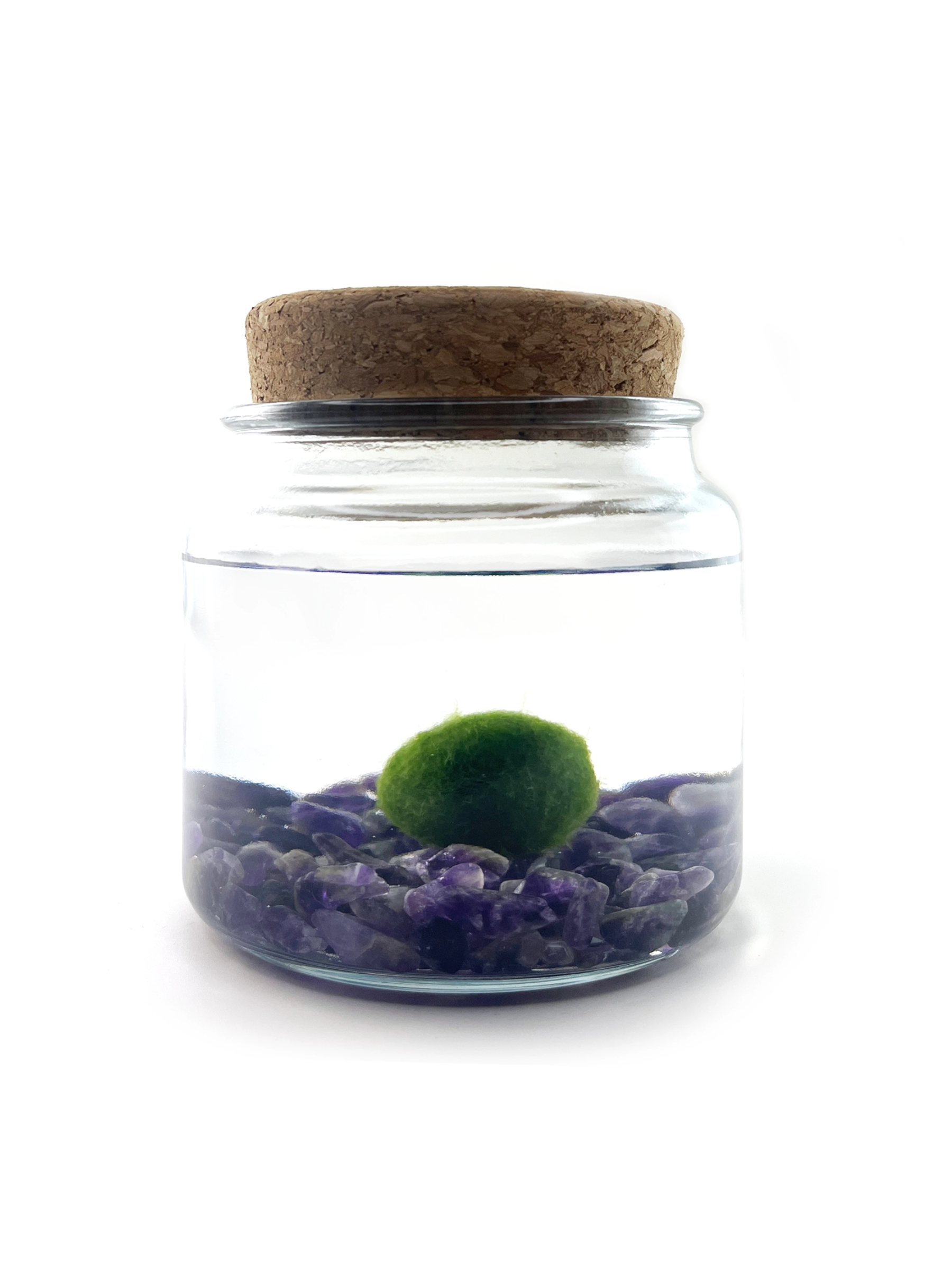 Moss Amigo Pet Plant - Amigo Size with Amethyst