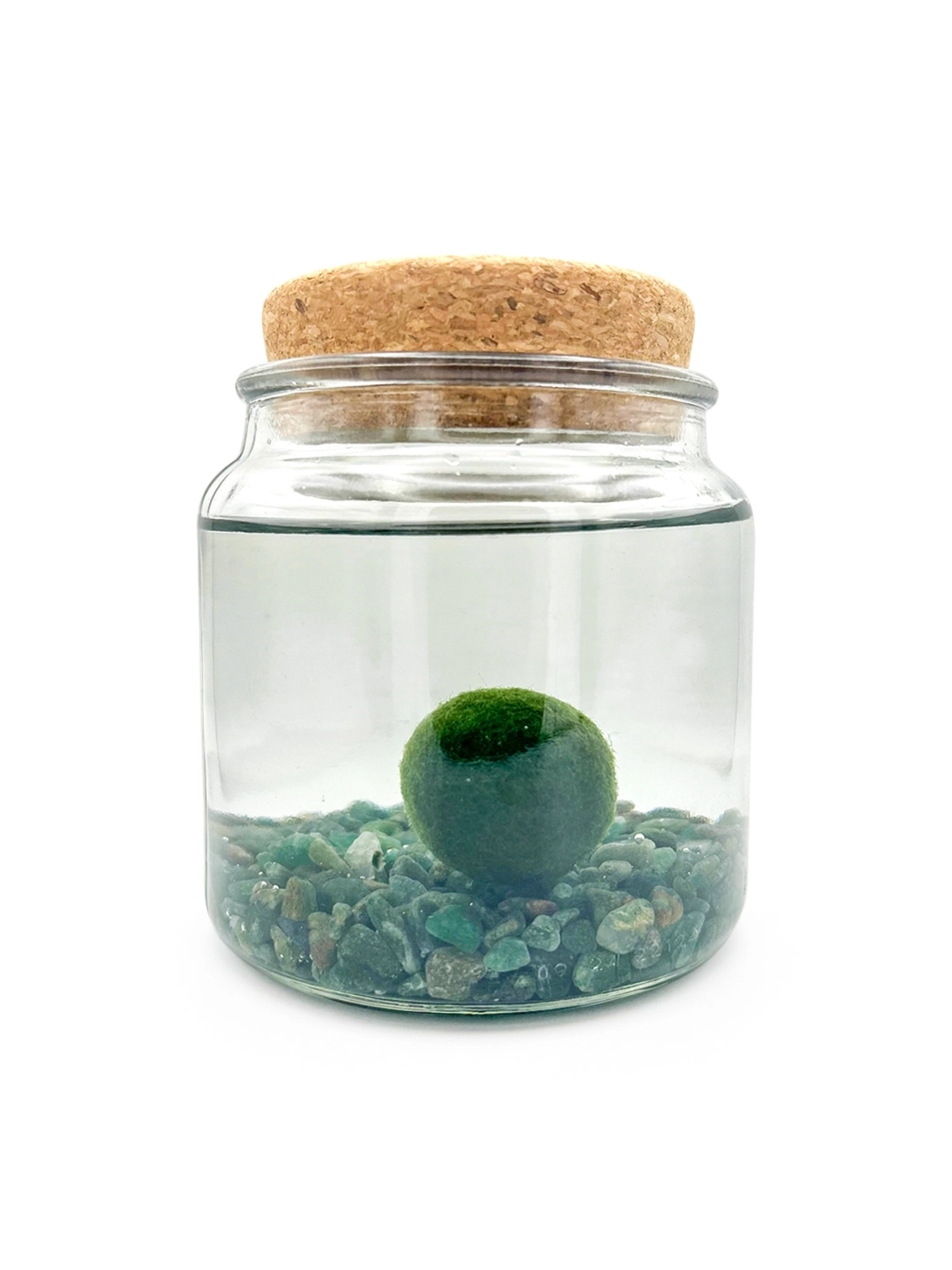 Moss Amigo Pet Plant - Amigo Size with Green Aventurine