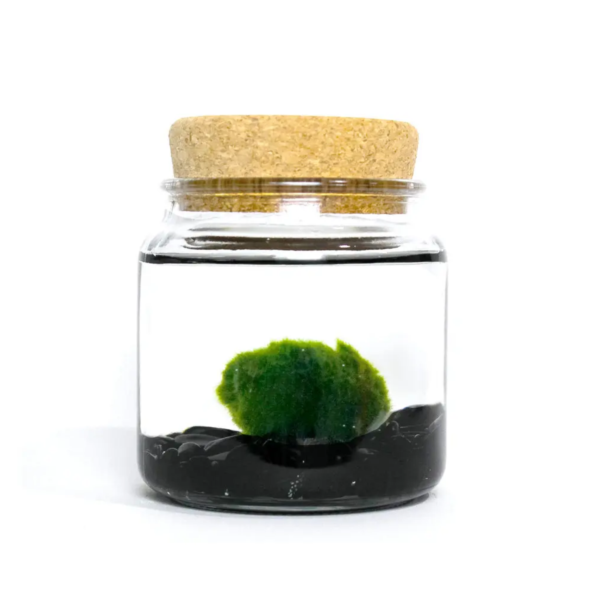 moss-amigo-obsidian.png
