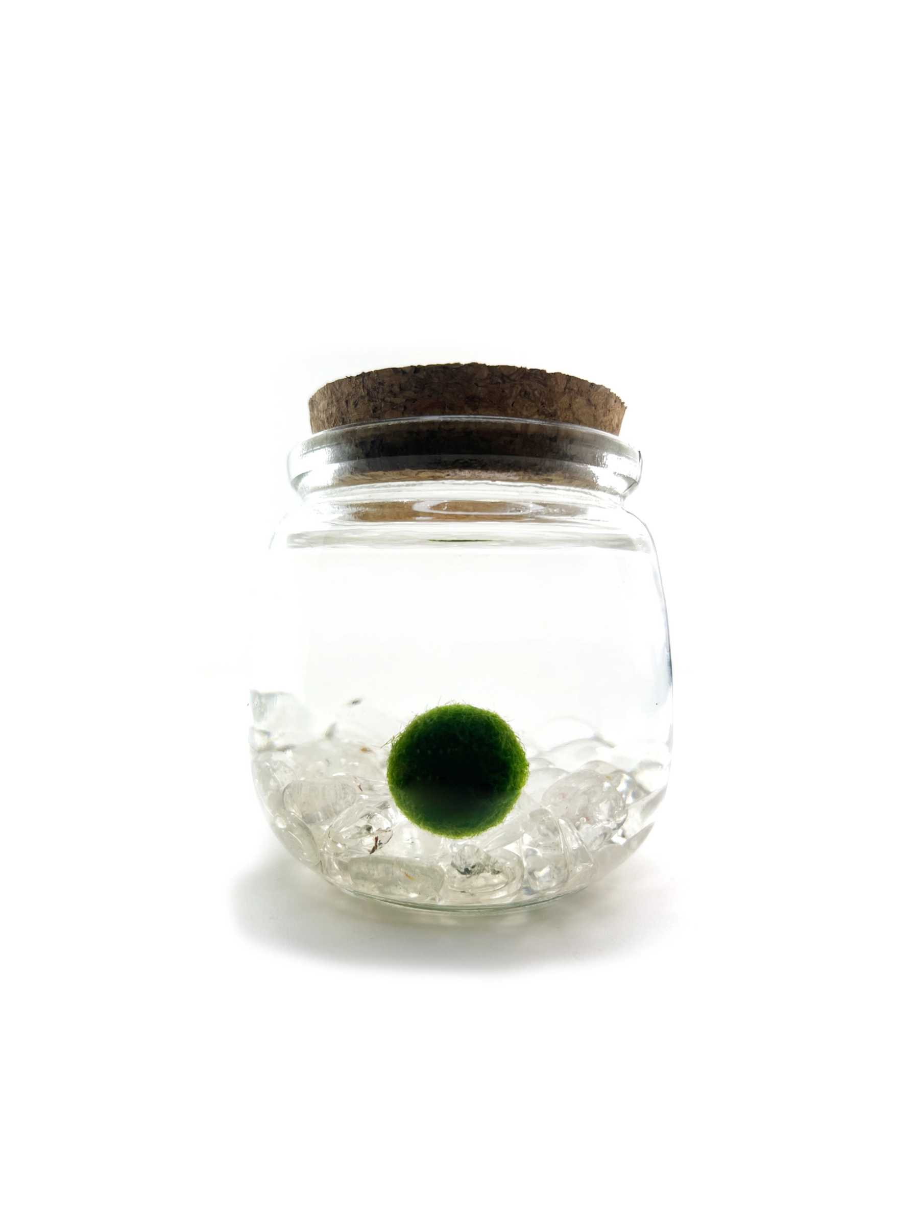 Moss Amigo Pet Plant - Chico Size with Clear Quartz