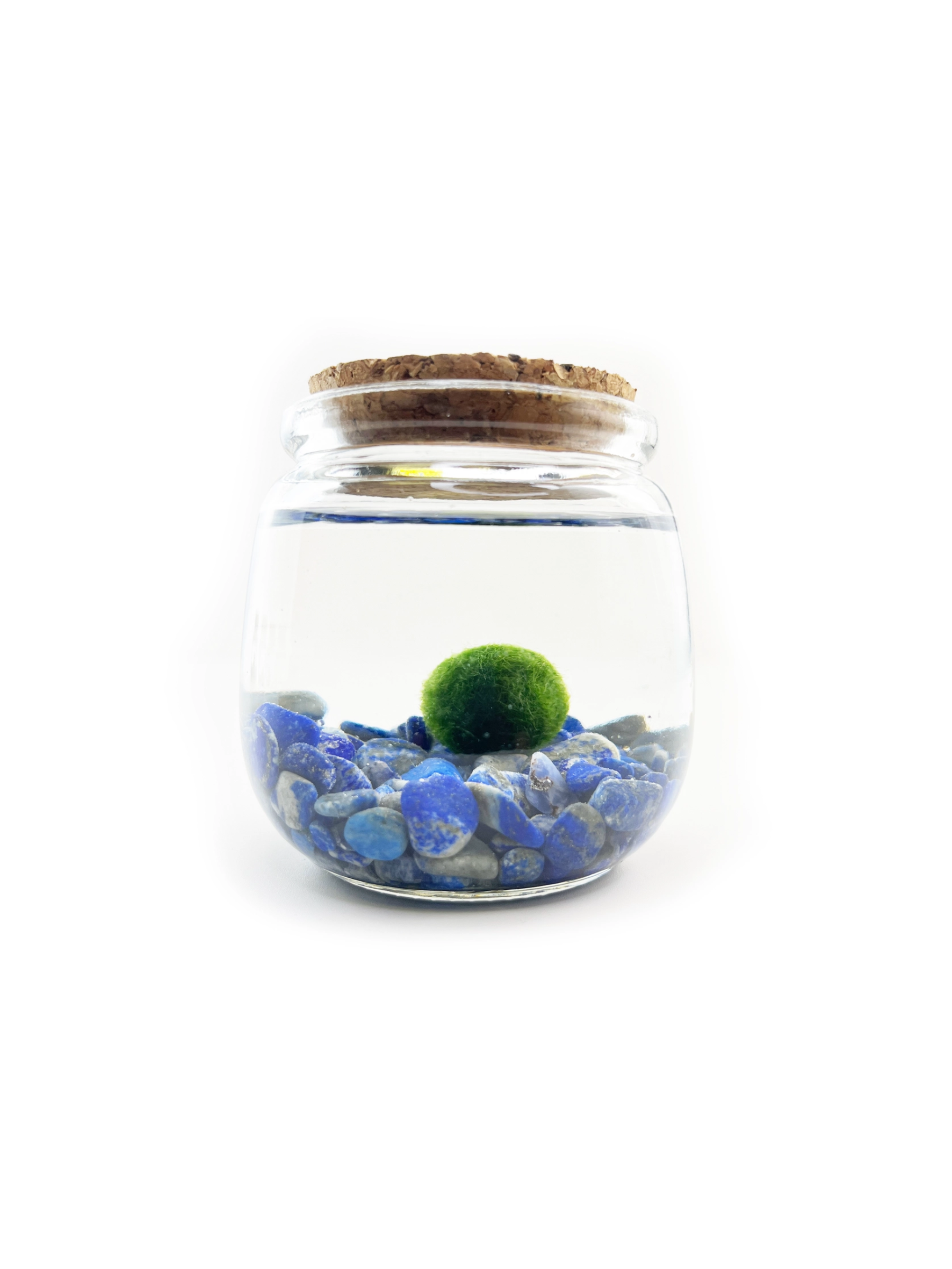 Moss Amigo Pet Plant - Chico Size with Lapis Lazuli