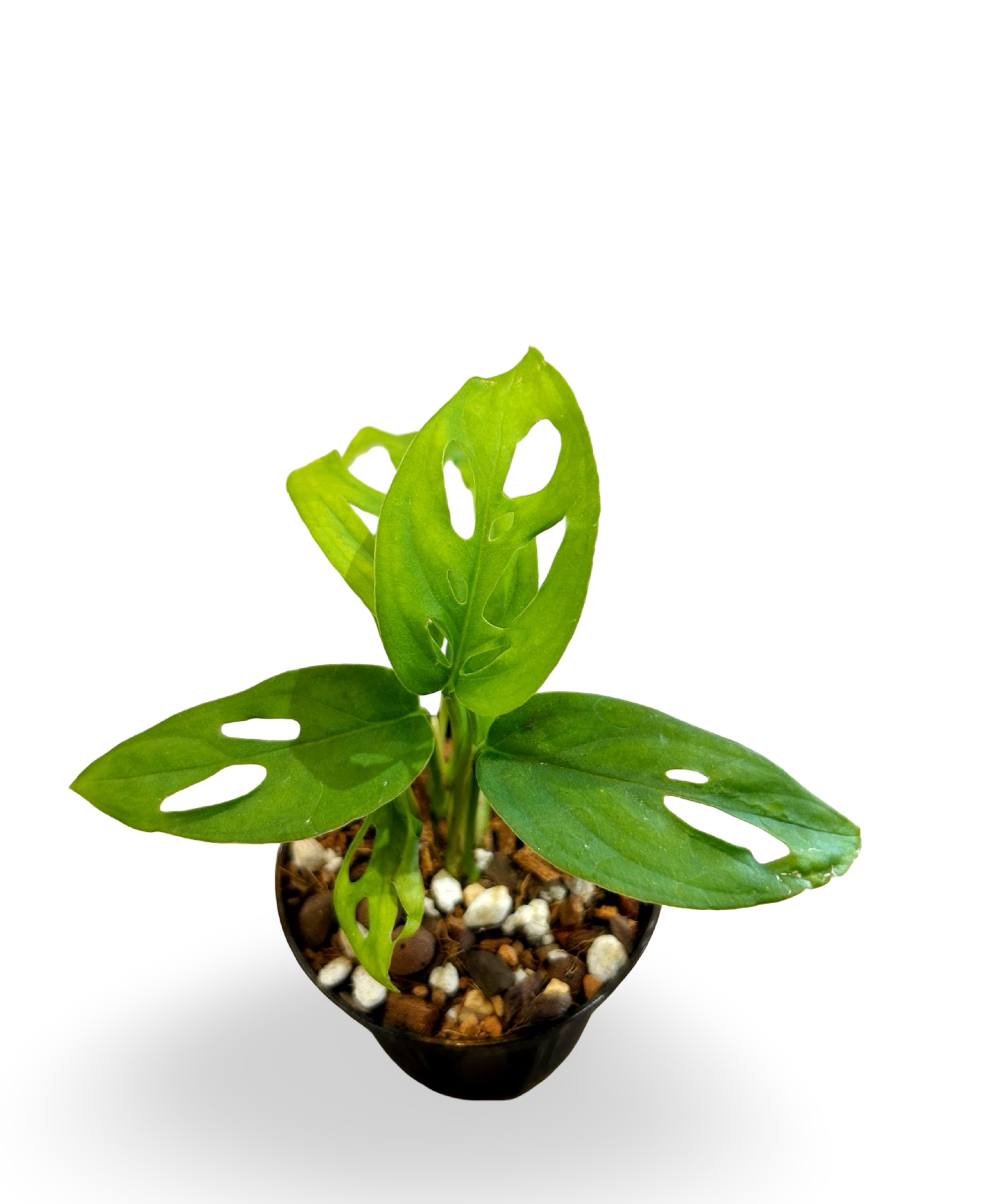 obliqua.png