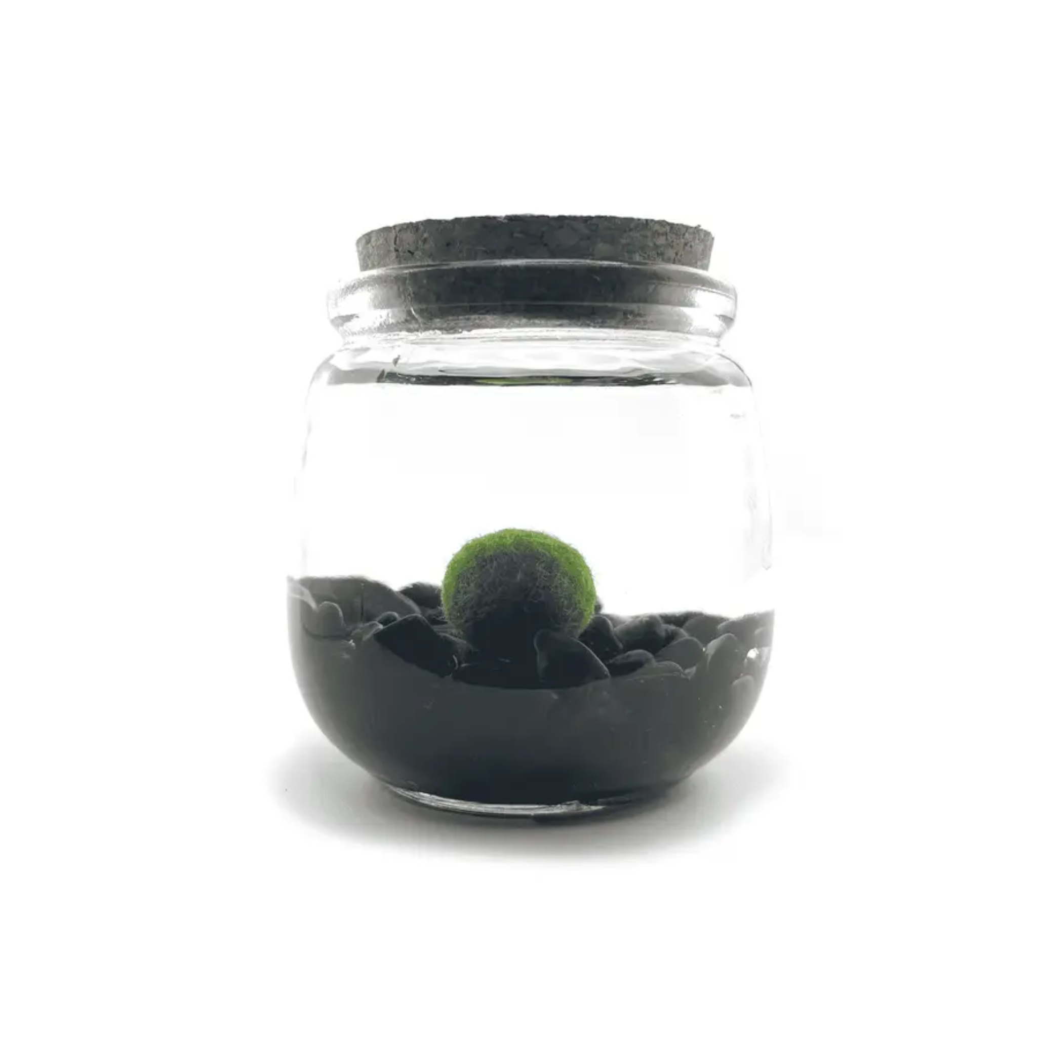 obsidian-moss-amigo-chico.png