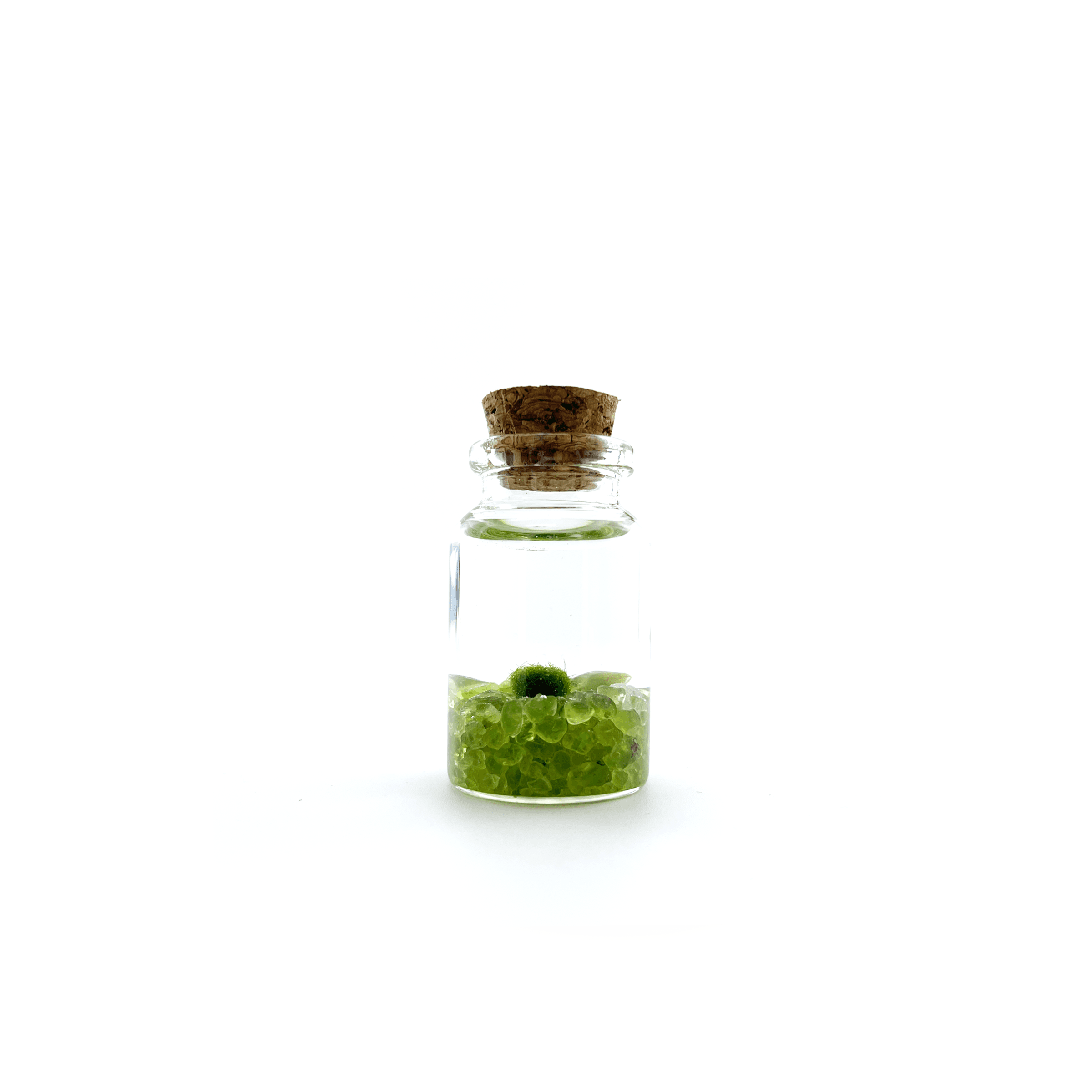 Moss Amigo Pet Plant - Nino Size with Peridot