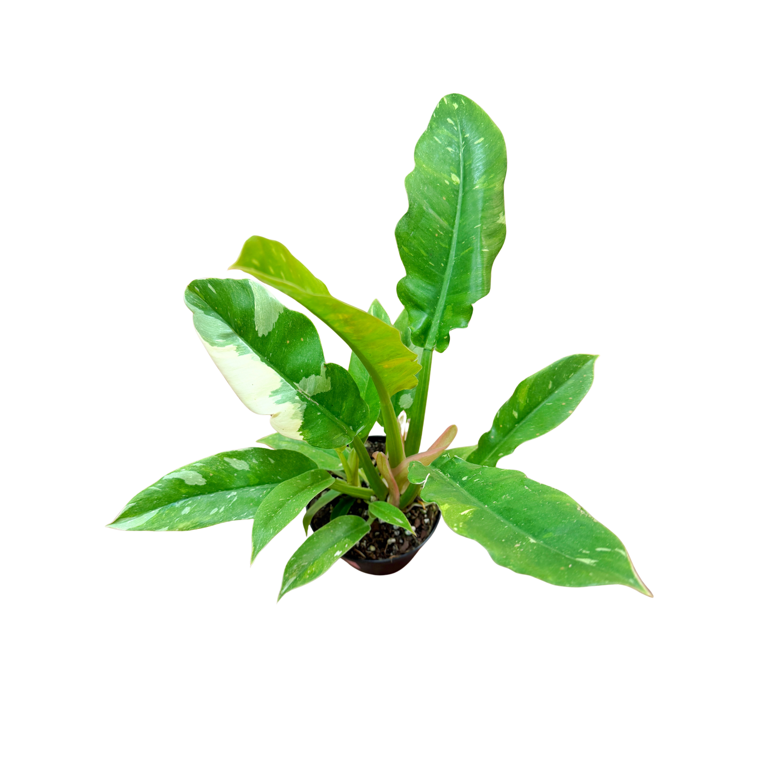 Philodendron Ring of Fire