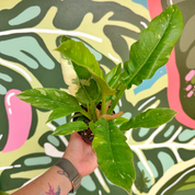 Philodendron Ring of Fire