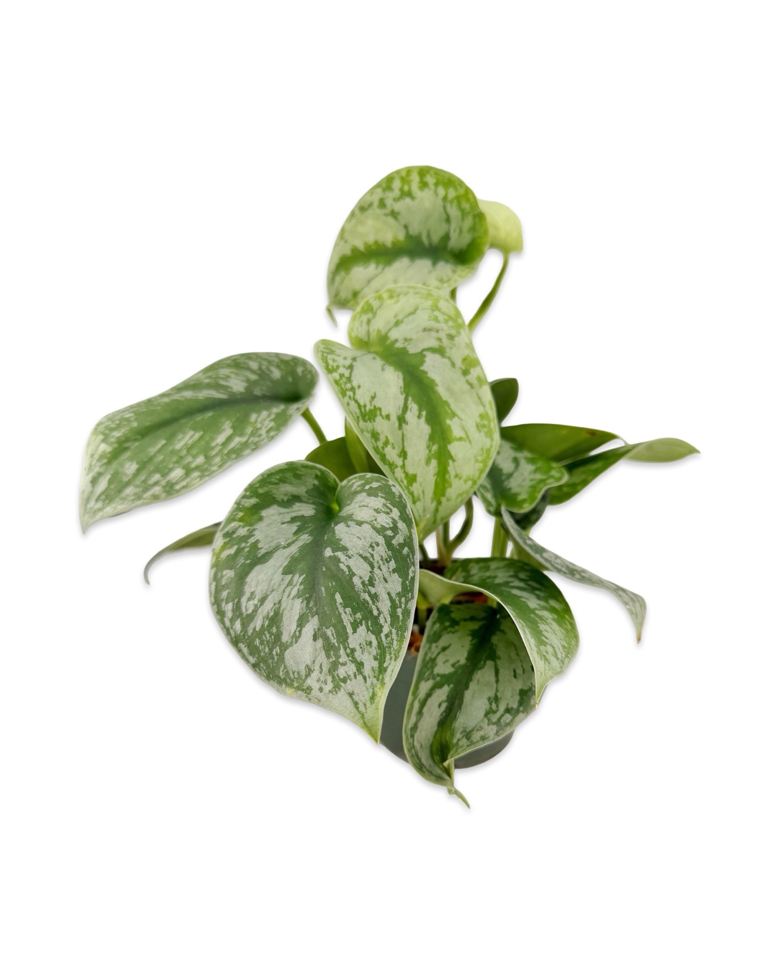 Scindapsus ‘Silver Satin’