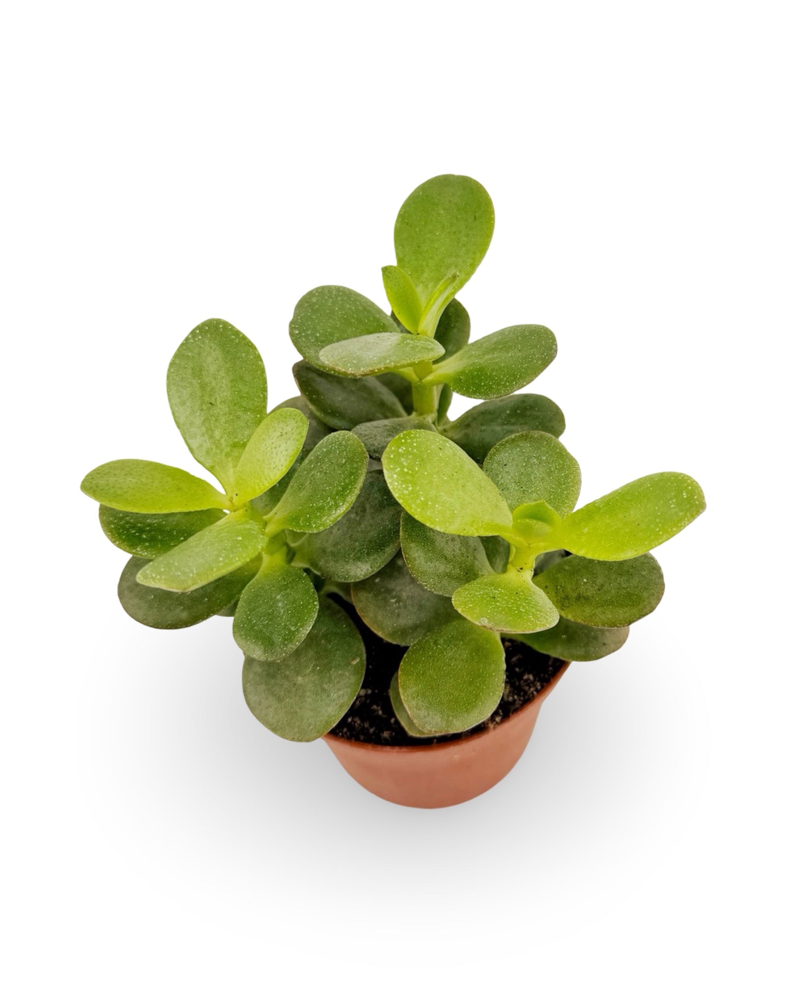 Jade Plant 'Crassula ovata'