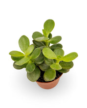 Jade Plant 'Crassula ovata'
