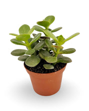 Jade Plant 'Crassula ovata'
