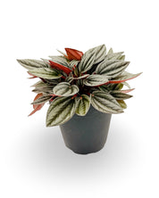 Peperomia ‘San Marino’