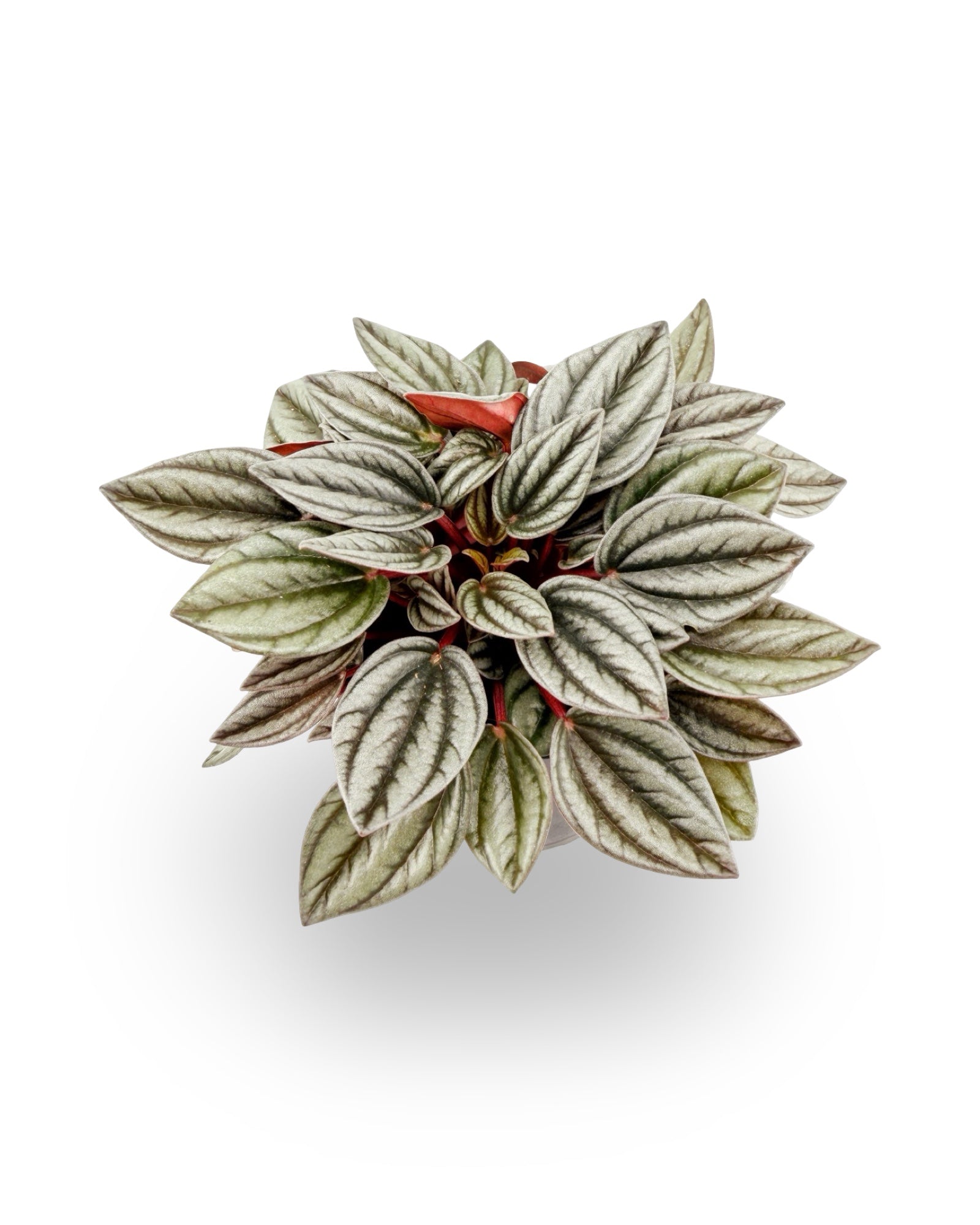 Peperomia ‘San Marino’