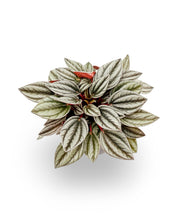 Peperomia ‘San Marino’