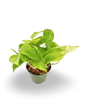 Golden Pothos