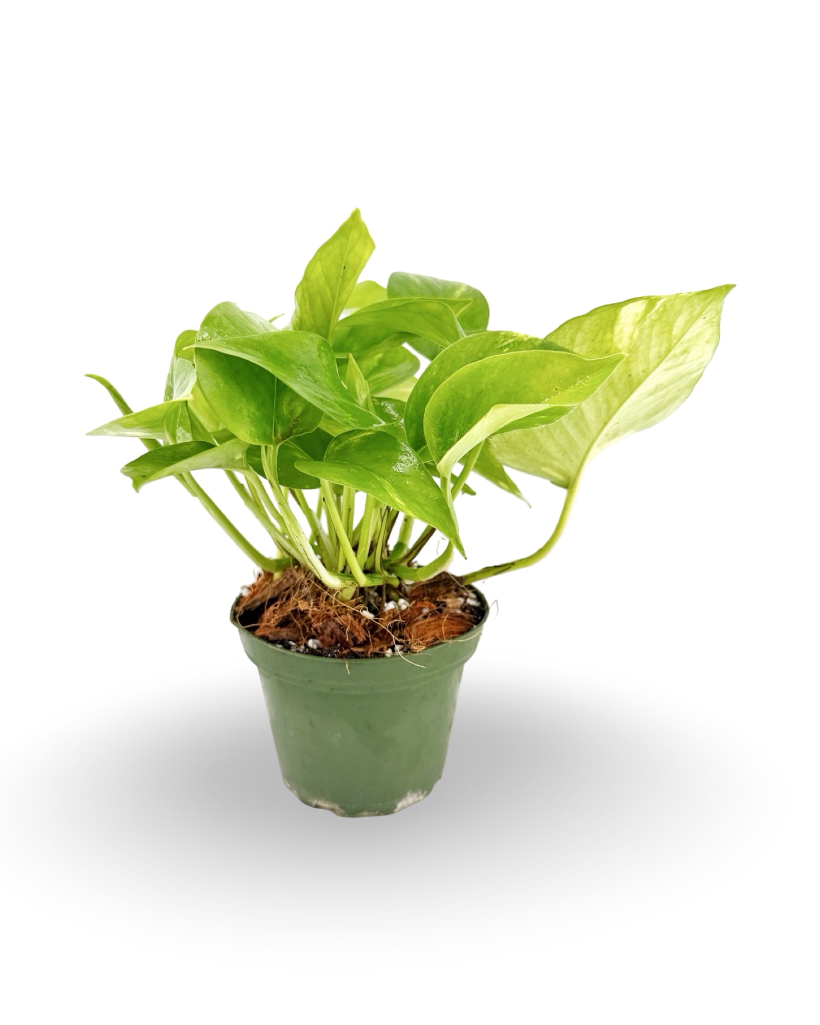 Golden Pothos