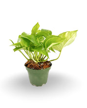 Golden Pothos