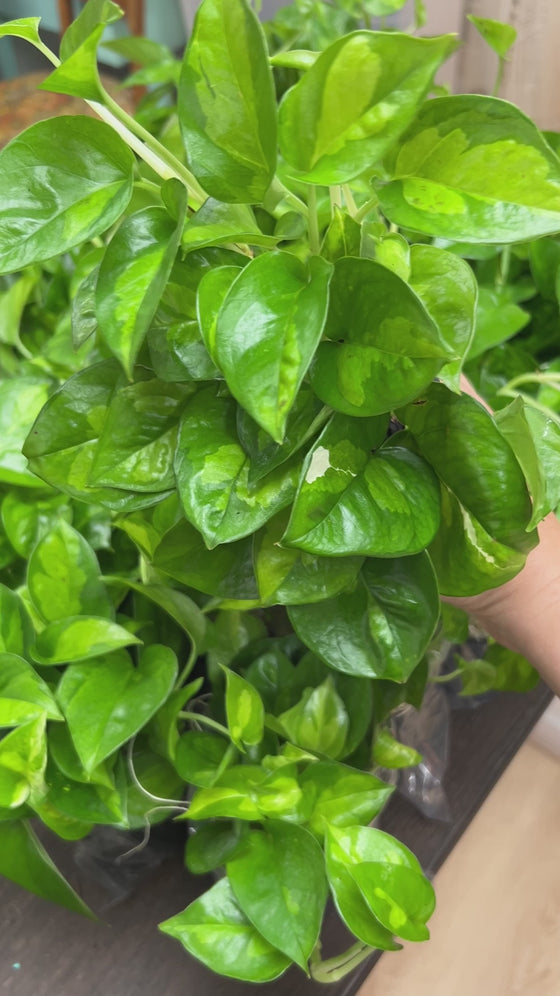 4" Pothos 'Global Green'