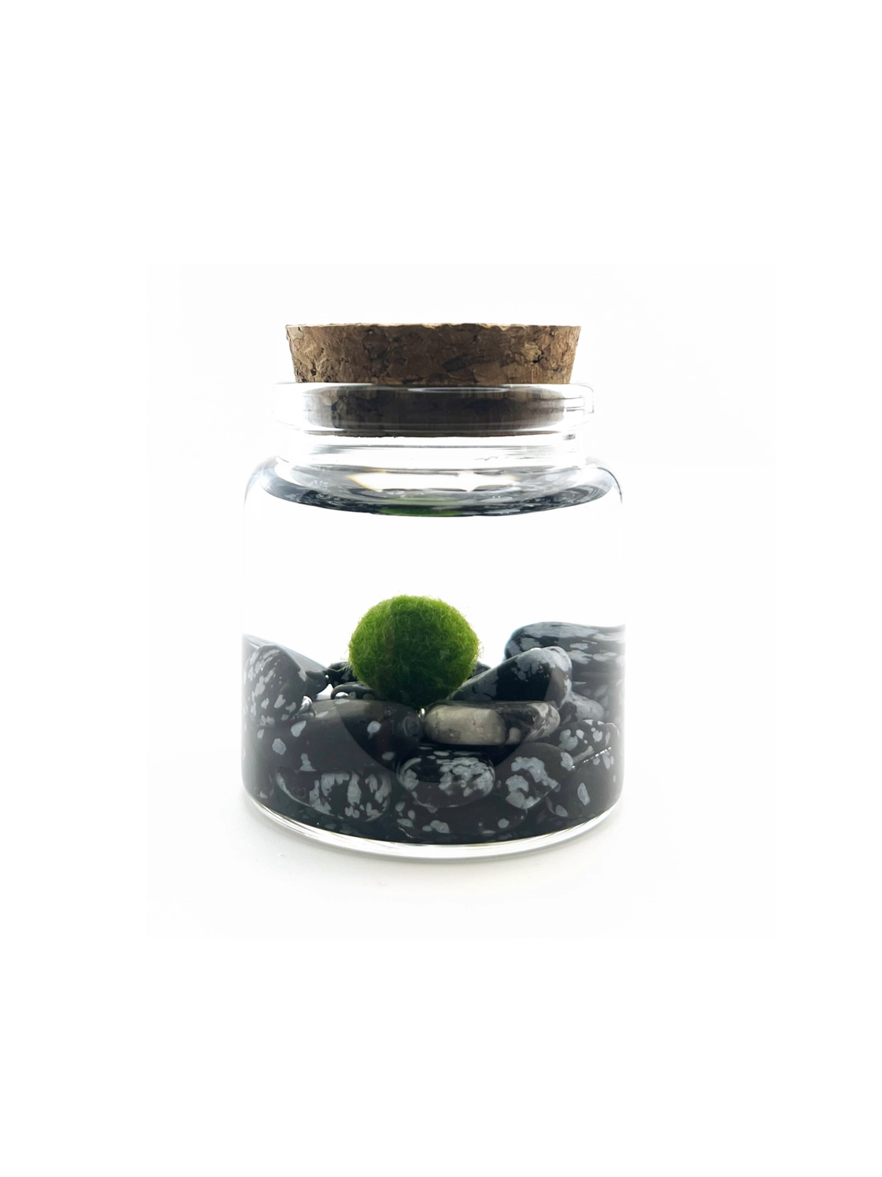 Moss Amigo Pet Plant - Rico Size with Gothic Quartz