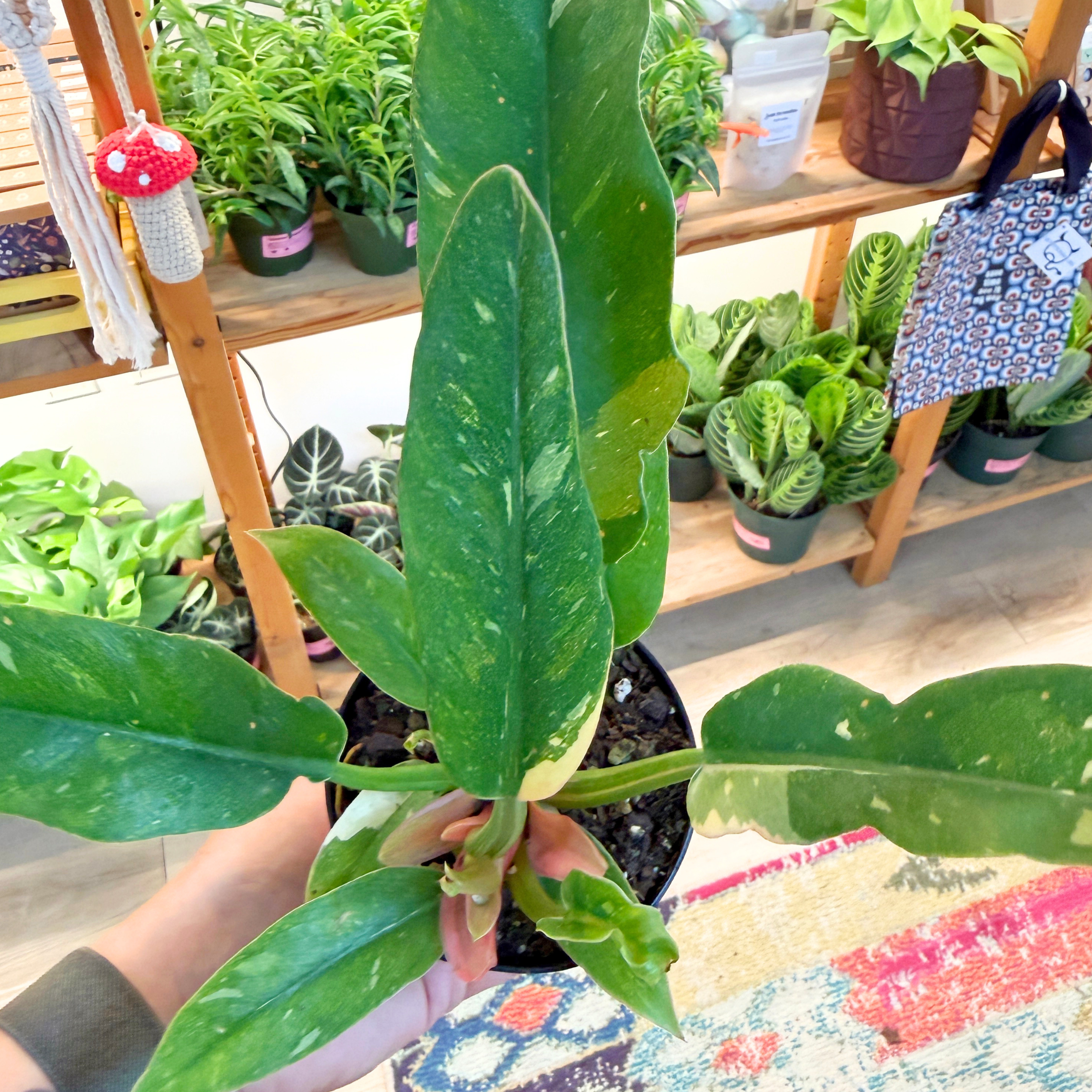Philodendron Ring of Fire