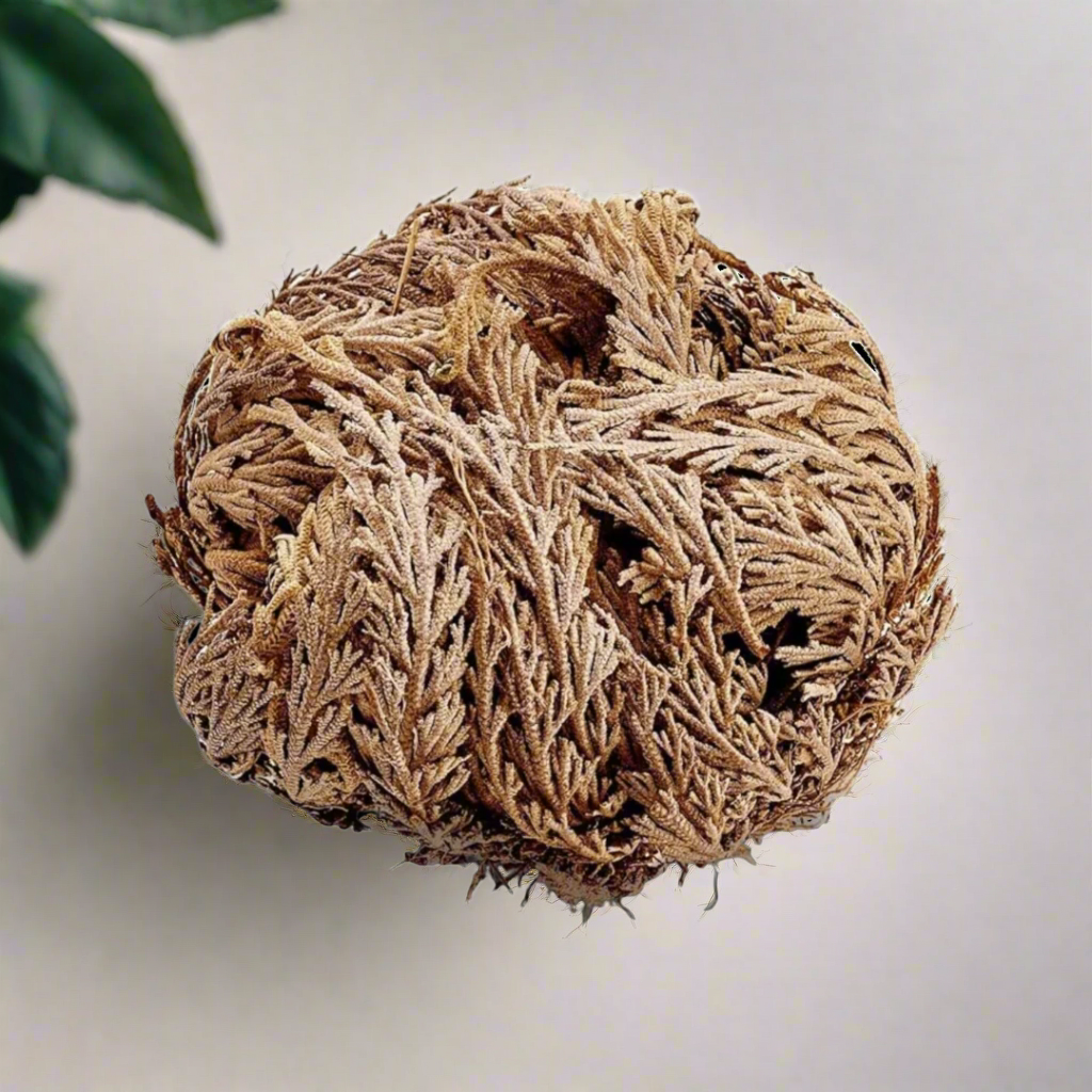 Rose of Jericho 'Resurrection Plant'