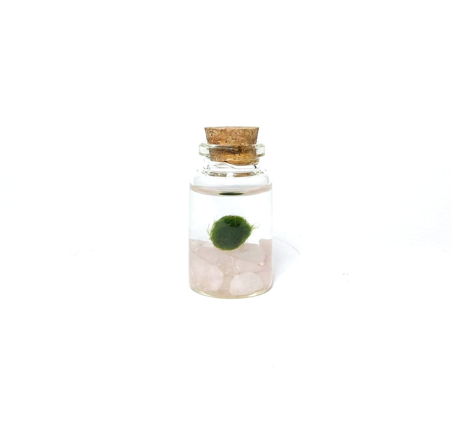 Moss Amigo Pet Plant - Nino Size with Rose Quartz