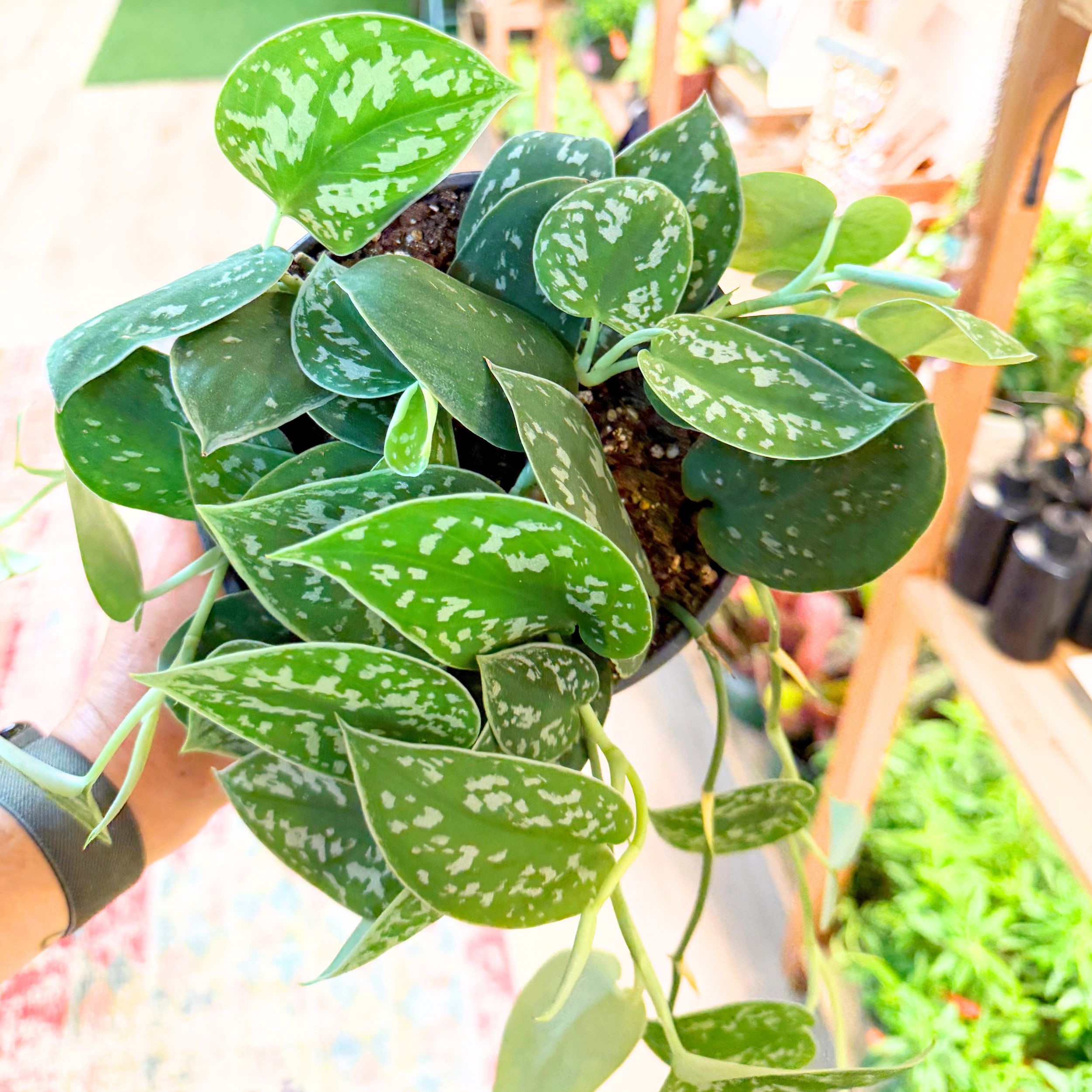 scindapsus-silvery-ann.png