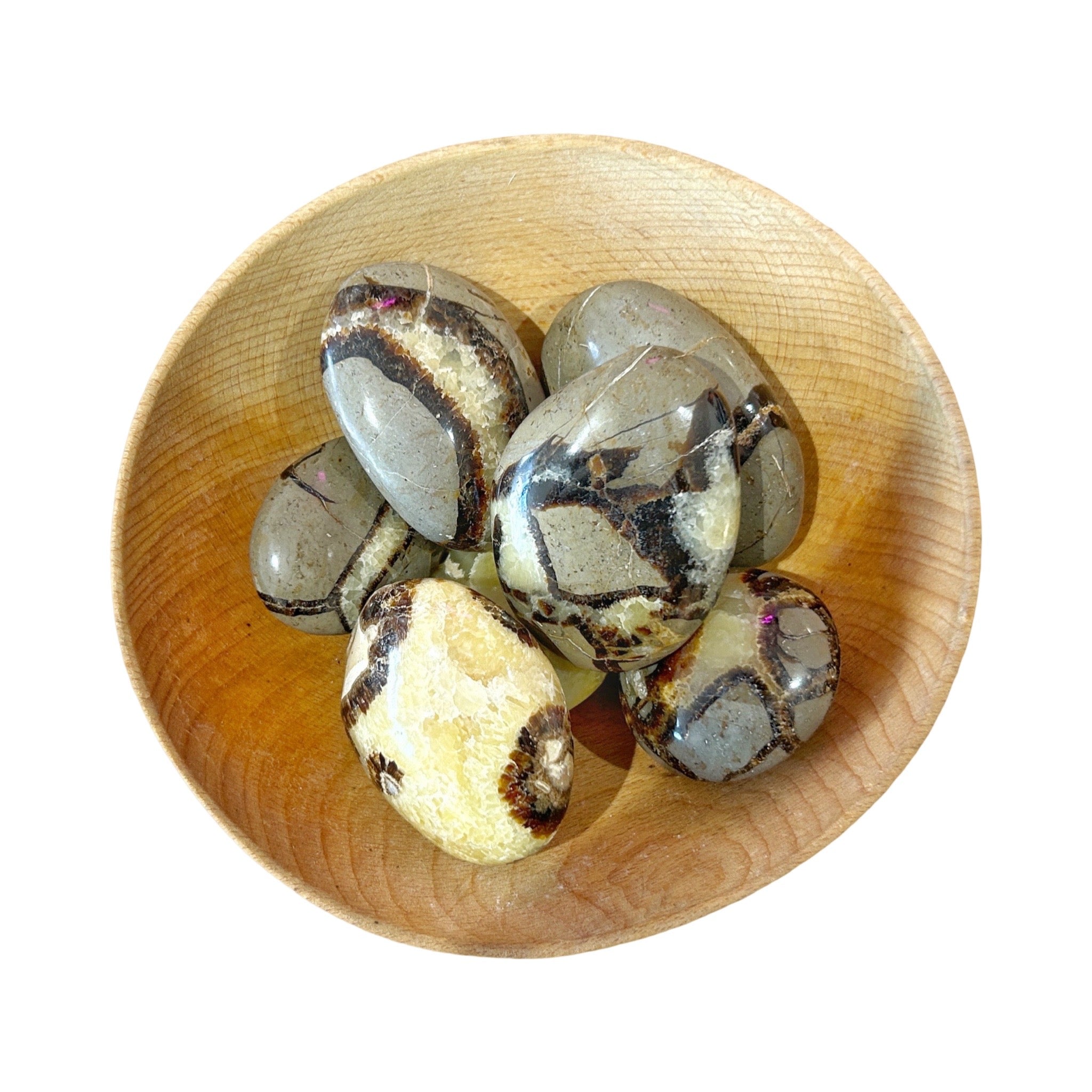 Septarian Palm Stone