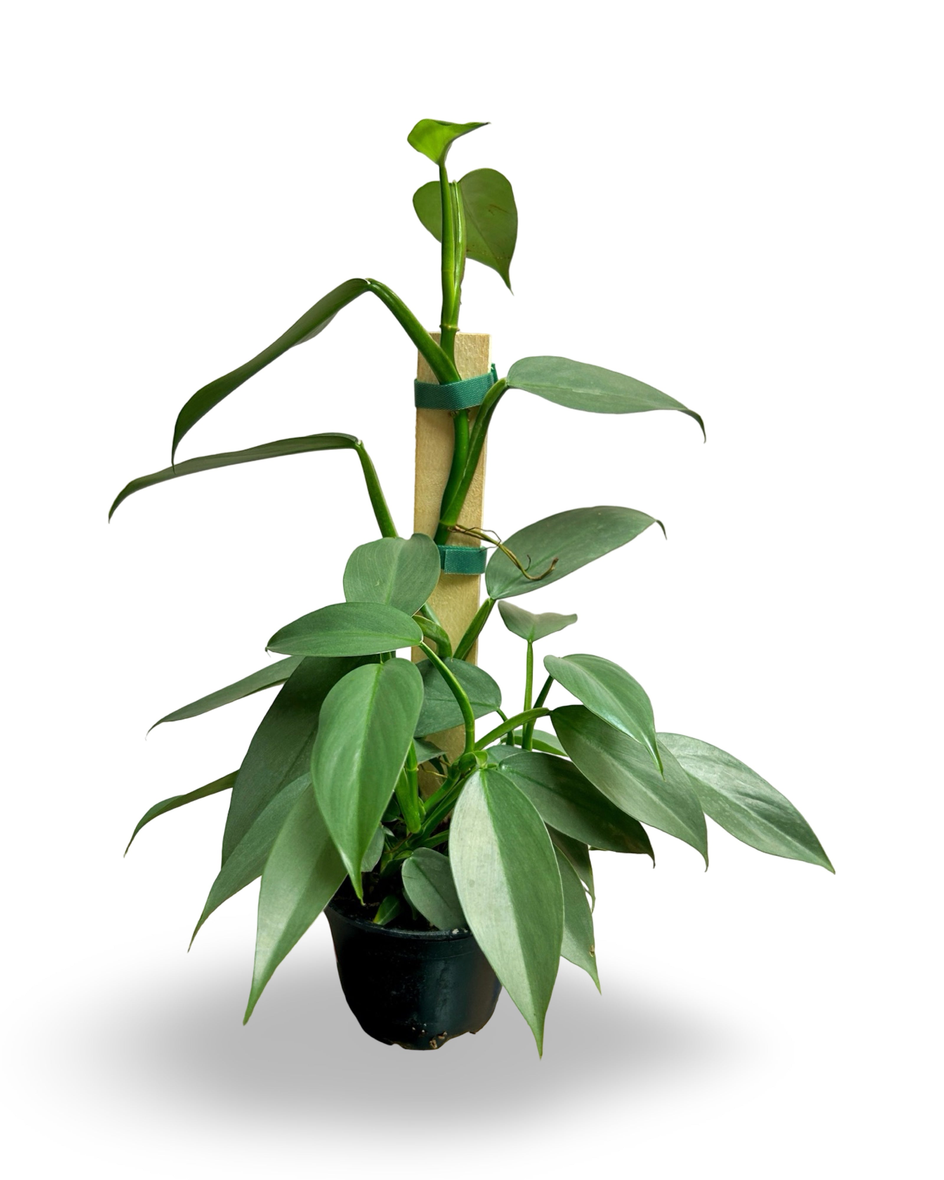 4” Philodendron Silver Sword