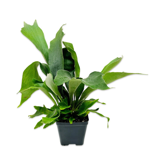 4" Platycerium bifurcatum 'Staghorn Fern'