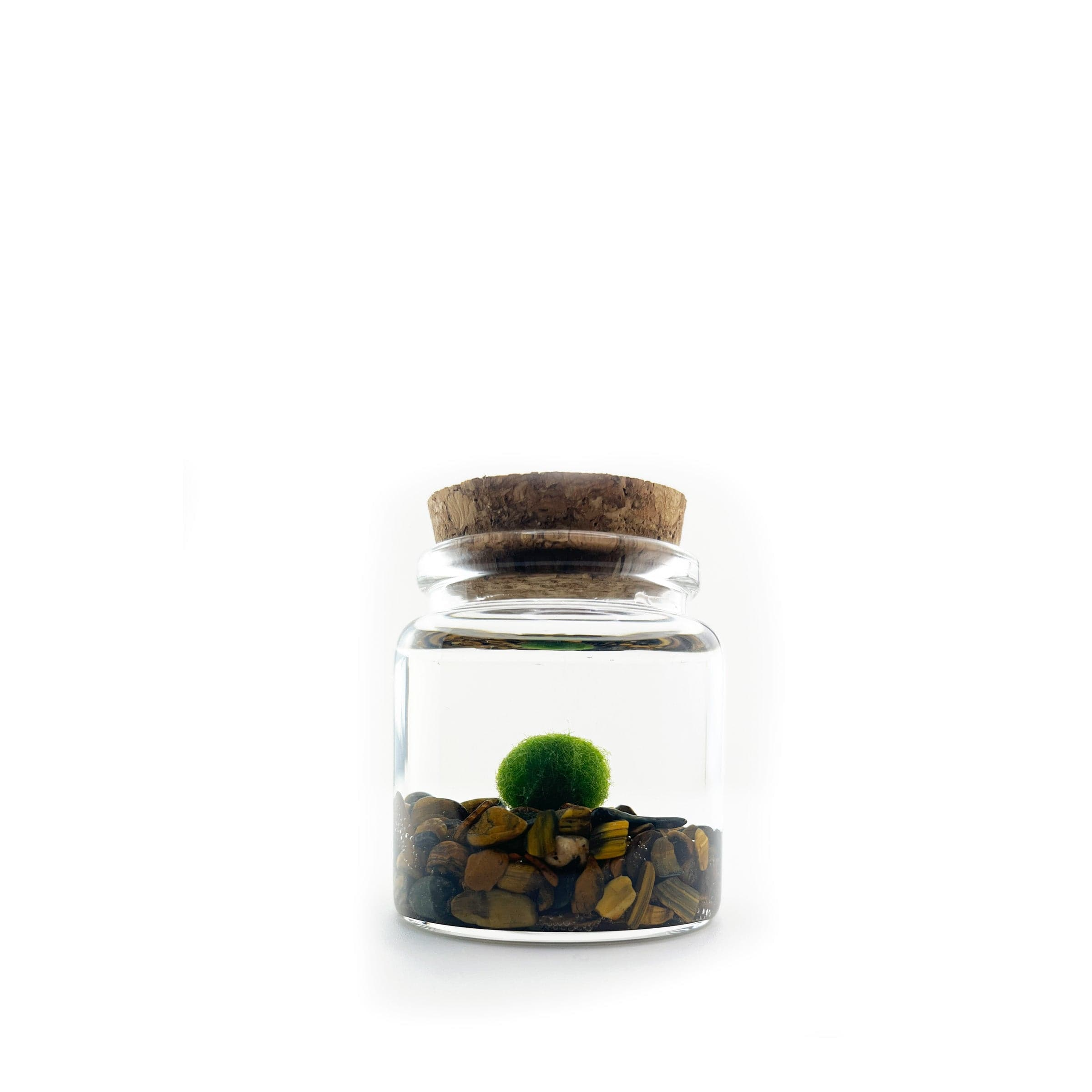 Moss Amigo Pet Plant - Rico Size with Tiger Eye