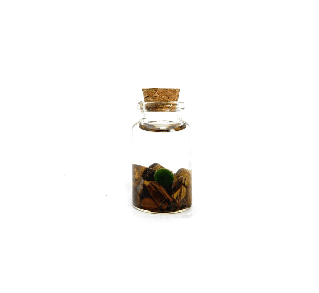 Moss Amigo Pet Plant - Nino Size with Tiger Eye