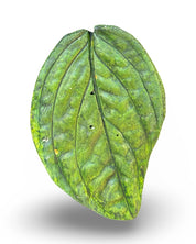 Monstera Peru Leaf Concrete Wall Art by Urban Soule