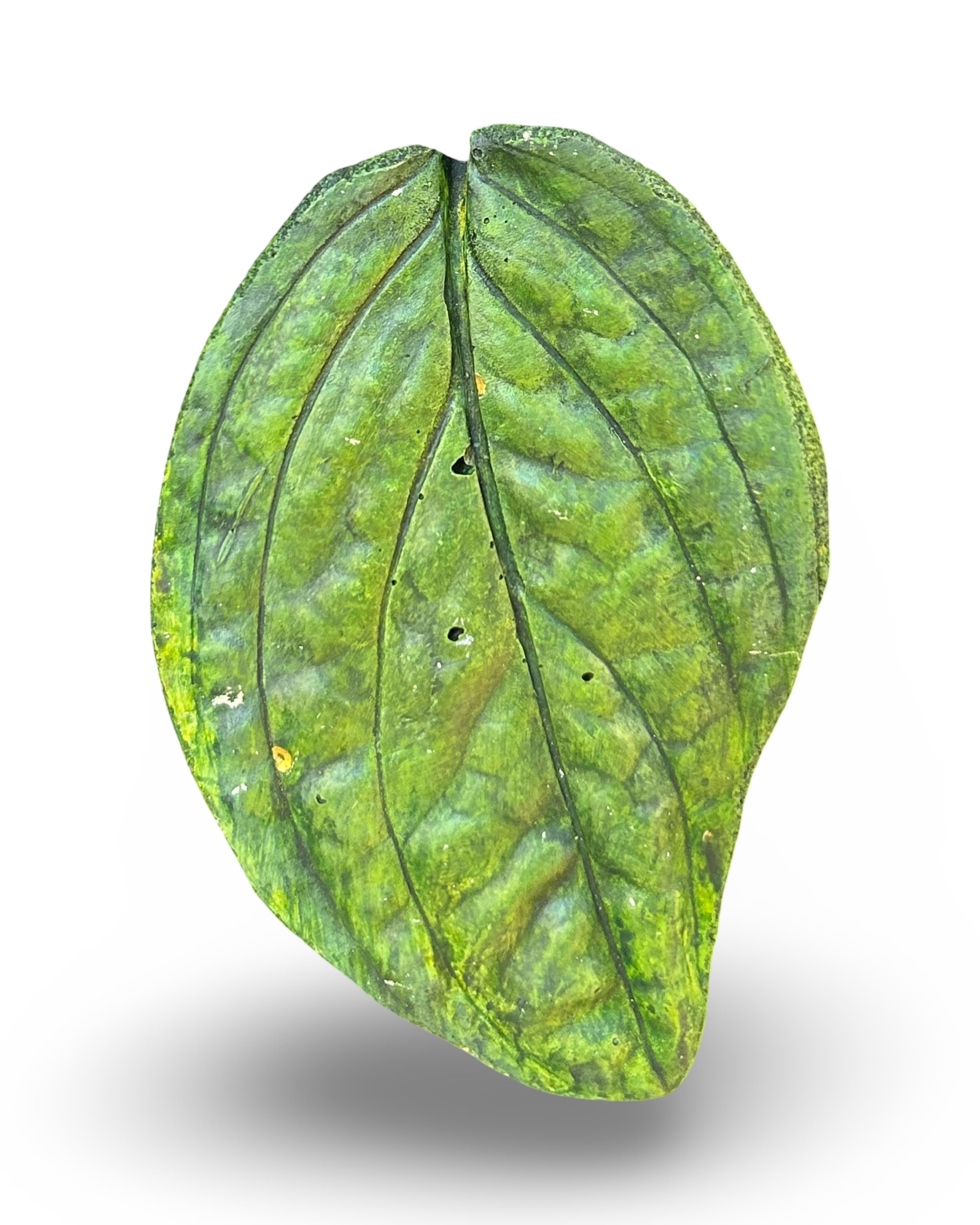 Monstera Peru Leaf Concrete Wall Art by Urban Soule