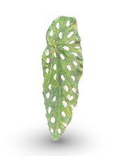 Begonia Leaf Concrete Wall Art by Urban Soule