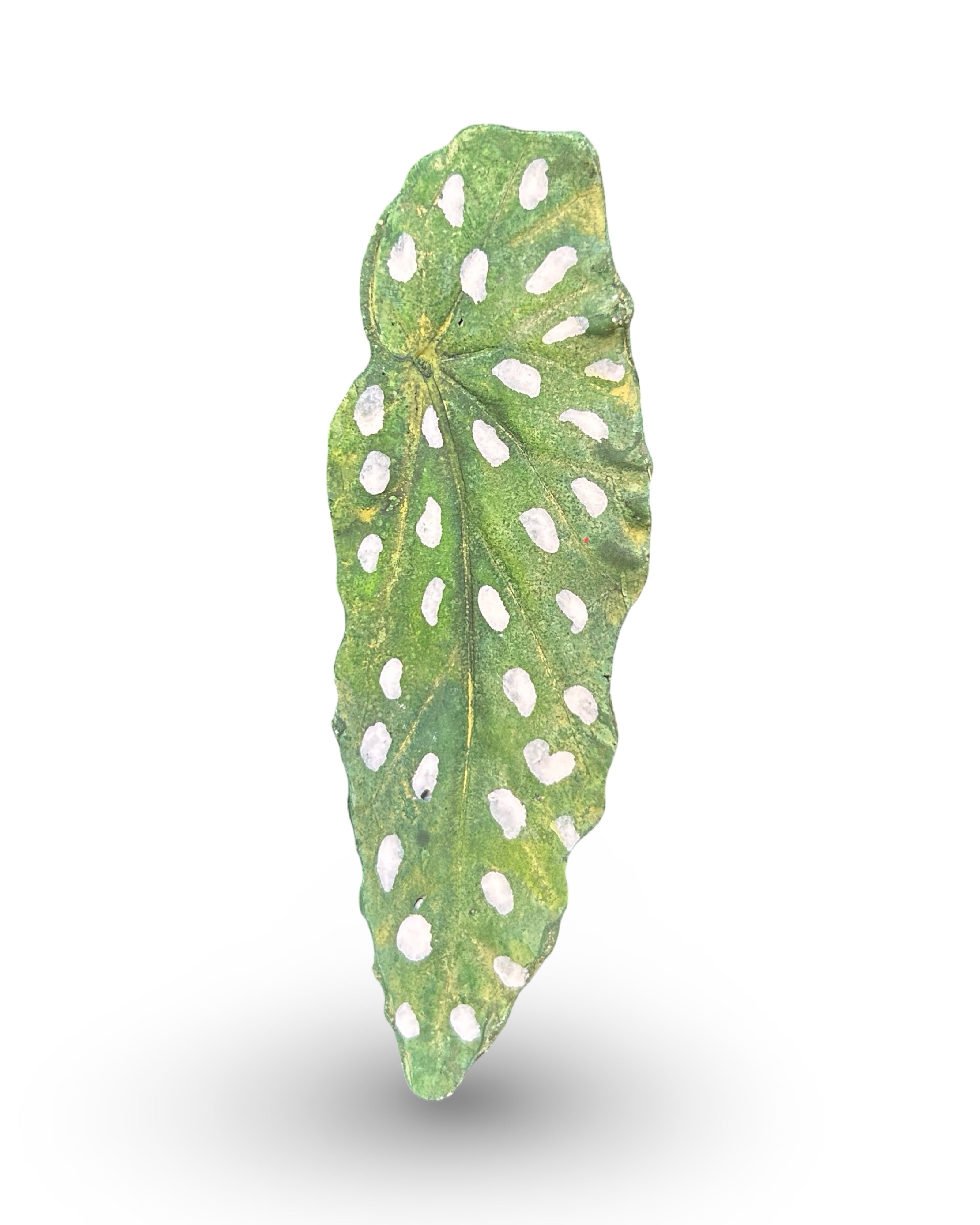 Begonia Leaf Concrete Wall Art by Urban Soule