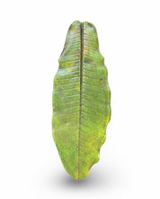 Plumeria Leaf Concrete Wall Art by Urban Soule