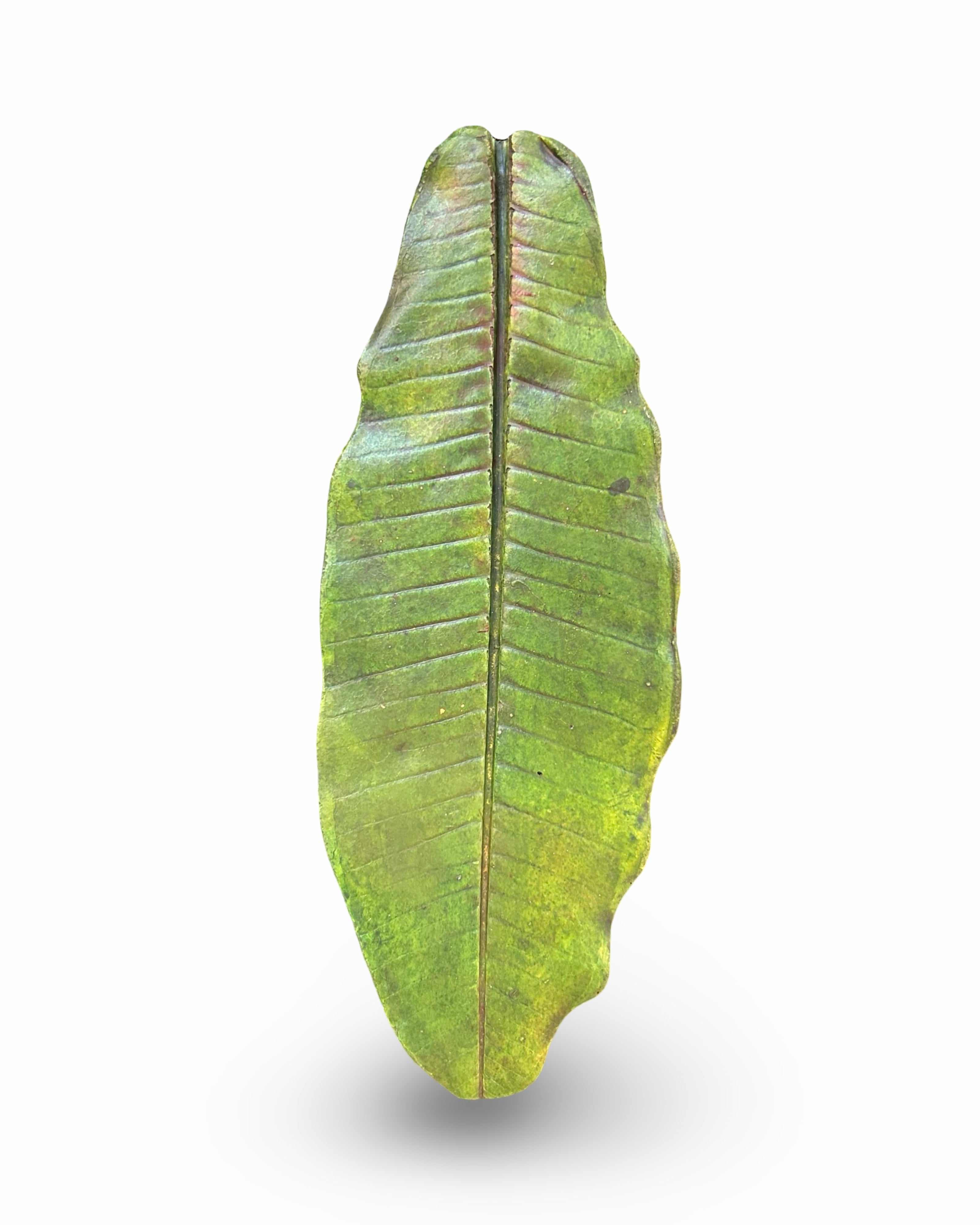 Plumeria Leaf Concrete Wall Art by Urban Soule