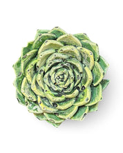 Echeveria Leaf Concrete Wall Art by Urban Soule
