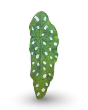 Begonia Leaf Concrete Wall Art by Urban Soule